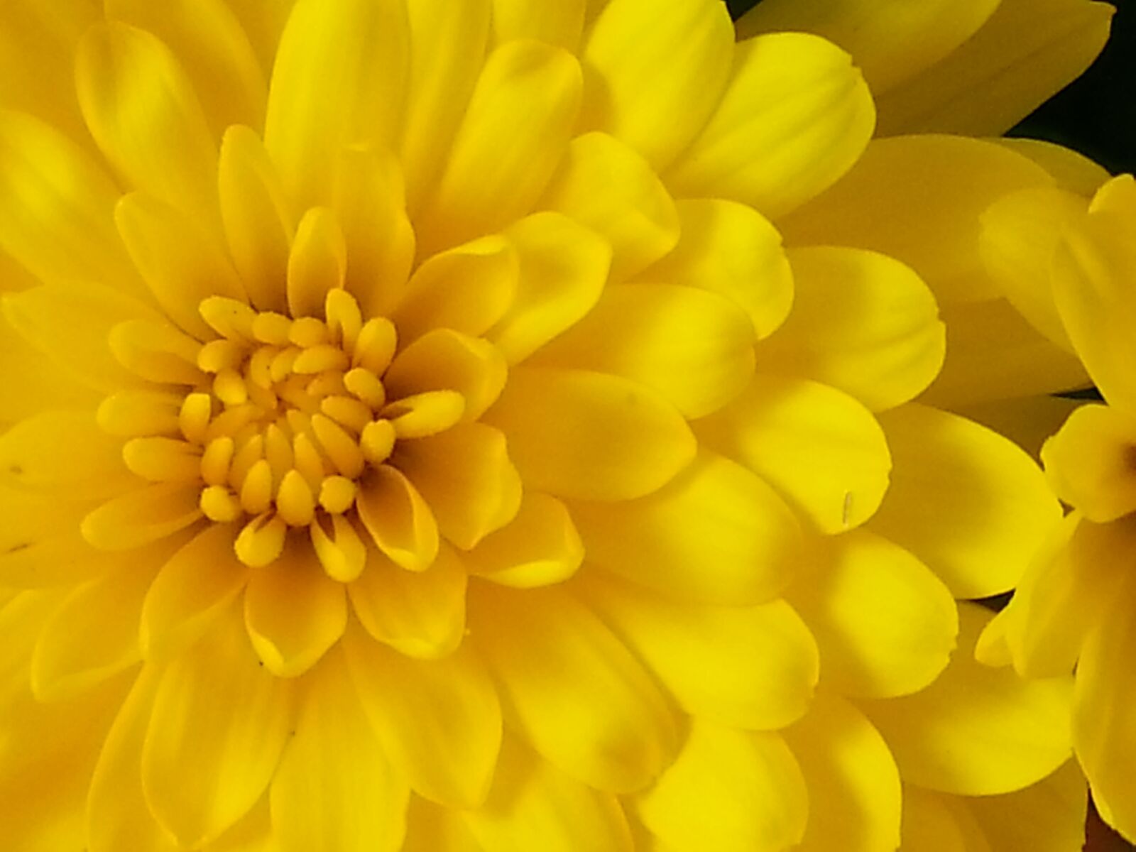 Samsung Galaxy S3 sample photo. Flowers, chrisantheme, spring photography