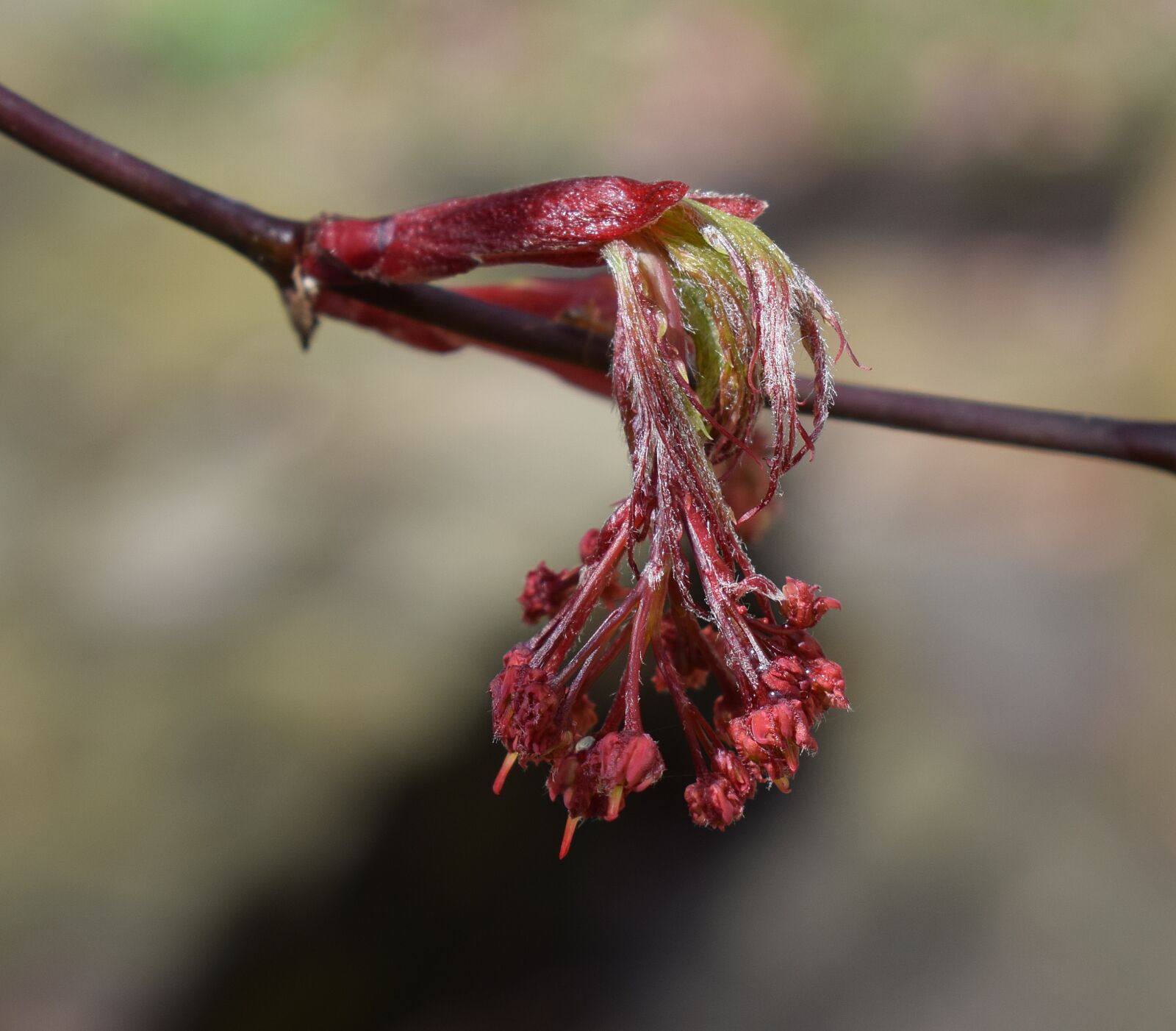 Nikon D3300 sample photo. Japanese maple flowers, tree photography
