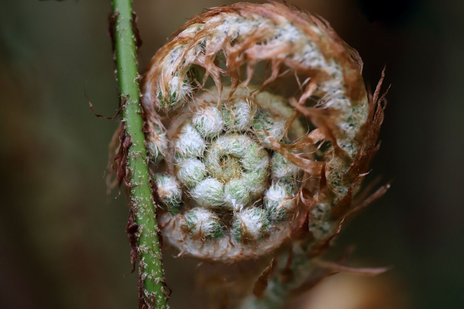 Canon EOS 800D (EOS Rebel T7i / EOS Kiss X9i) sample photo. Fern, unroll, growth photography