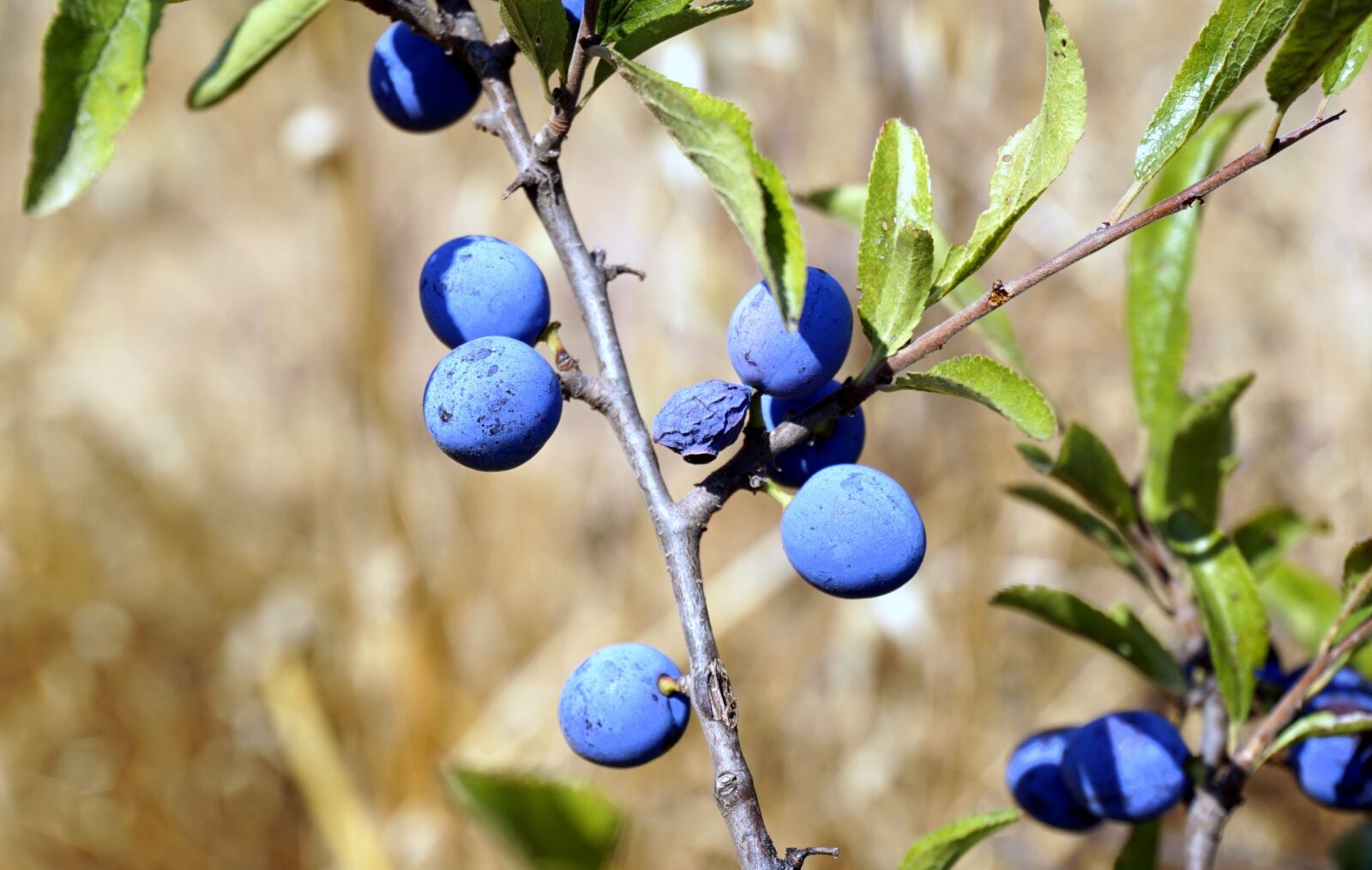 Sony a6000 sample photo. Berries, blue, vegetation photography
