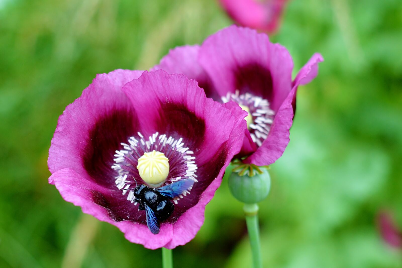 Nikon D5200 sample photo. Poppy flower, blue wooden photography
