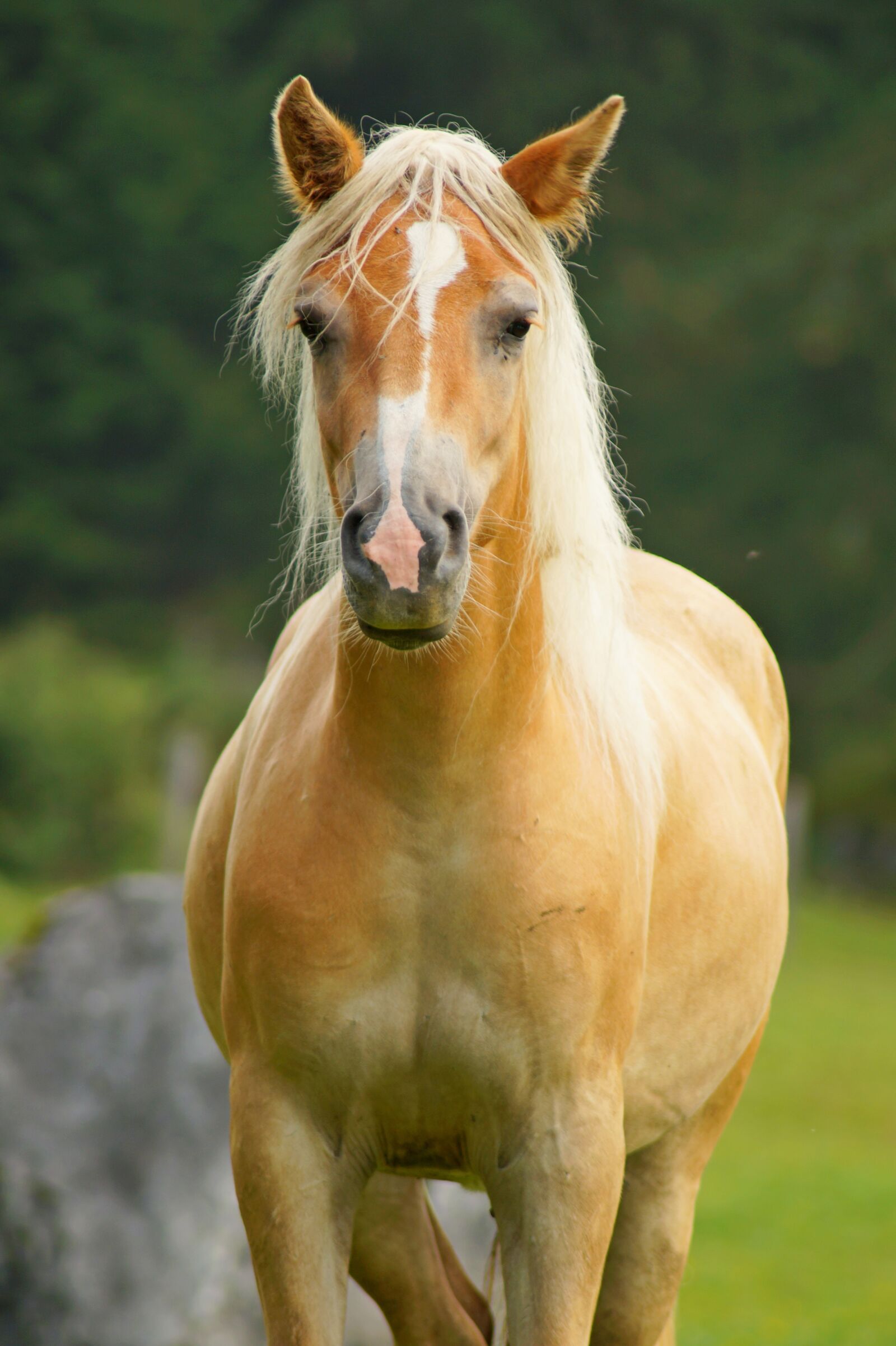 Sony SLT-A58 sample photo. Horse, animal, nature photography