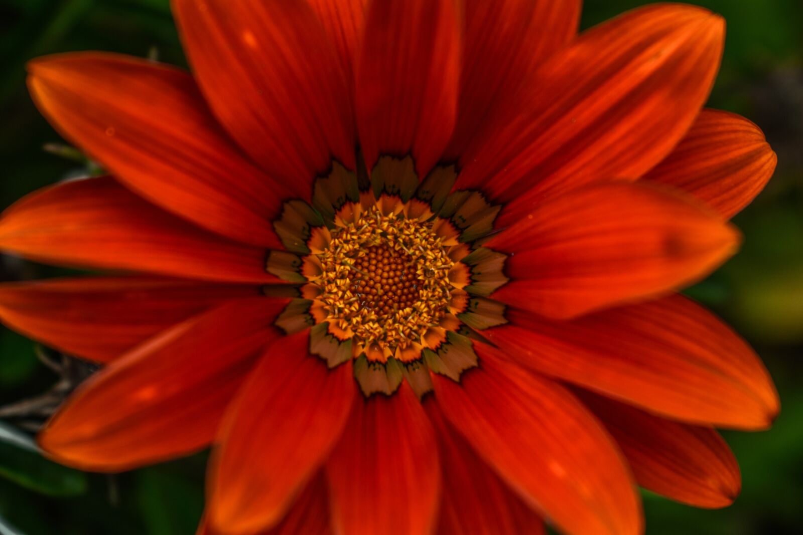 Nikon D3400 sample photo. Beautiful flower, beautiful, spring photography