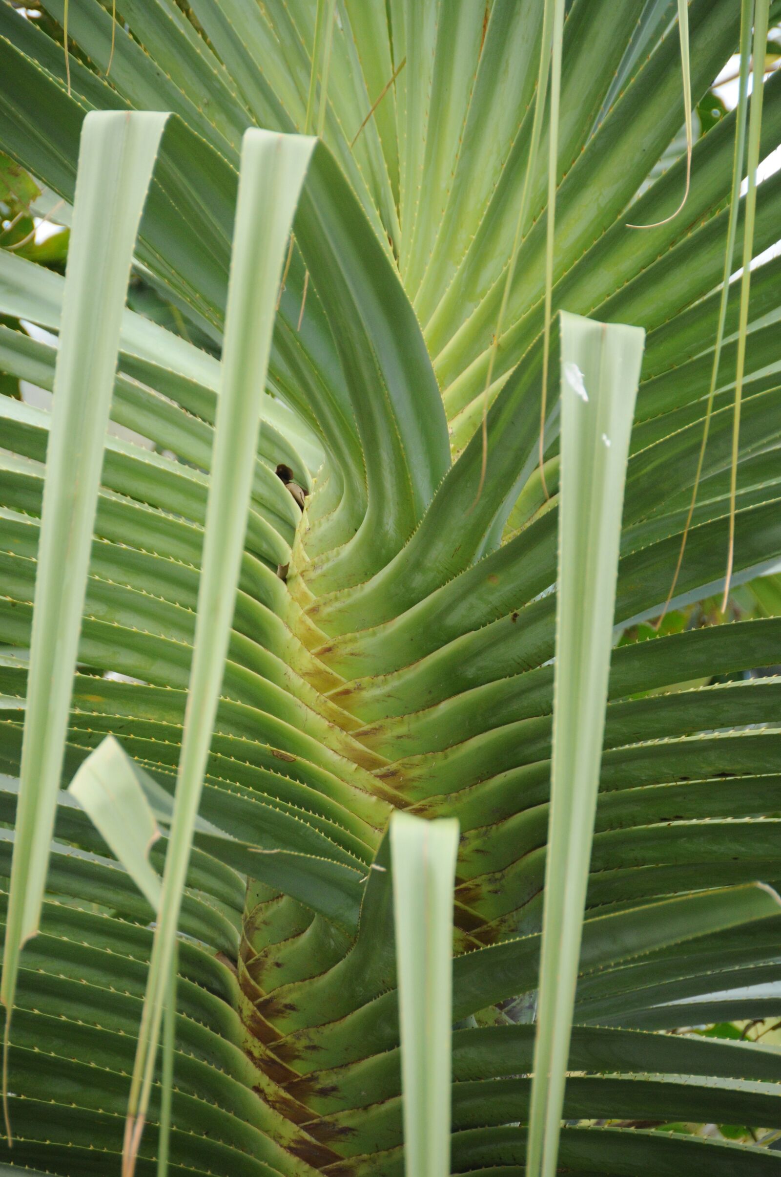 Nikon D300 sample photo. Palm, tree, palm tree photography