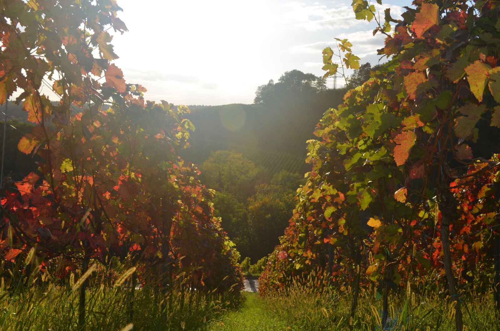 Nikon D5100 sample photo. Sun, mood, sunset photography