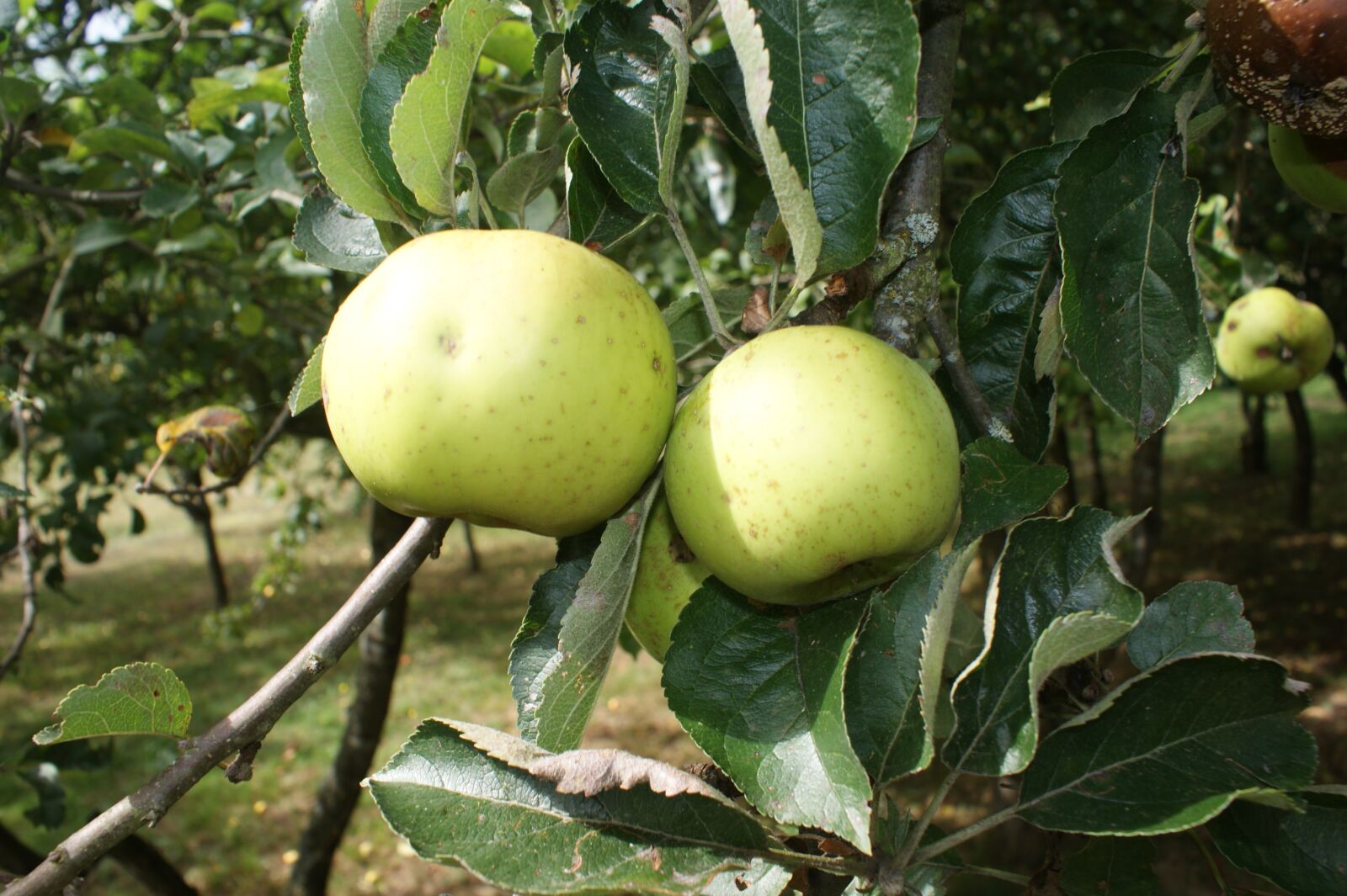 Sony Alpha DSLR-A350 sample photo. Apples, garden, orchard photography
