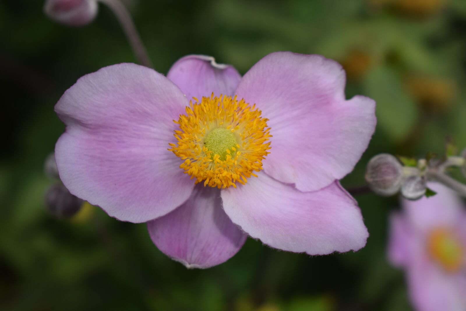 Nikon D3300 sample photo. Anemone, pink flower, garden photography