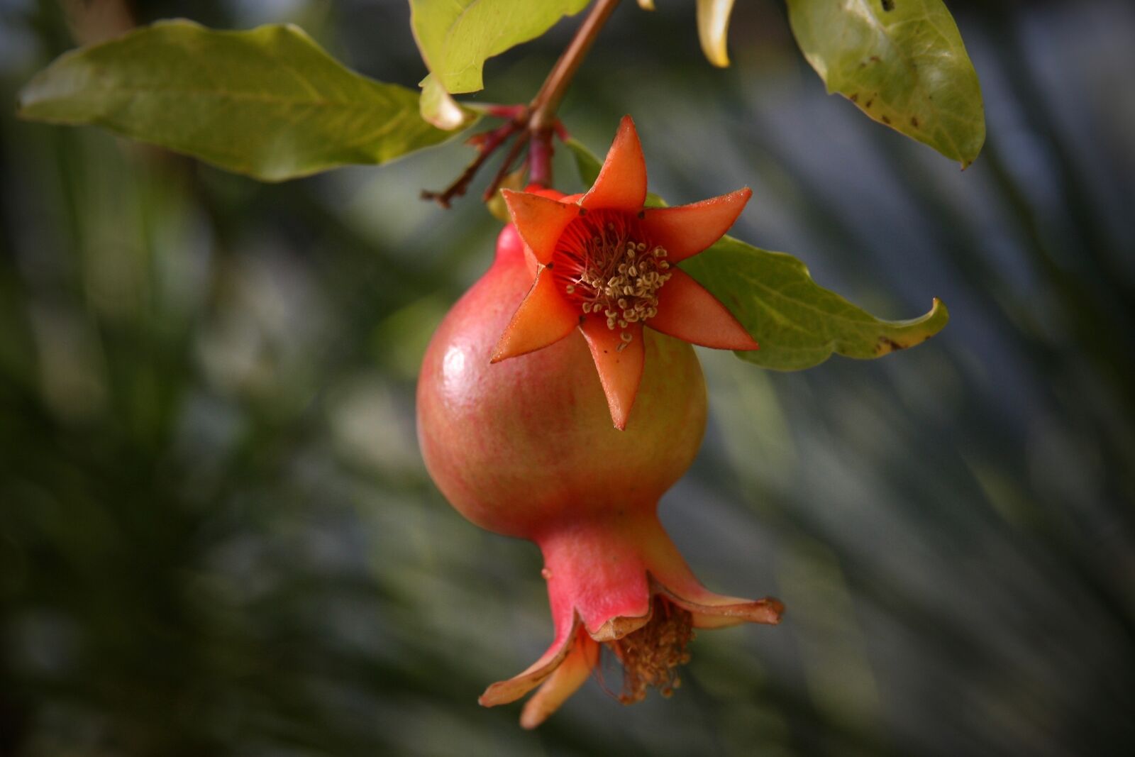 Canon EOS 400D (EOS Digital Rebel XTi / EOS Kiss Digital X) sample photo. Pomegranate, pomegranate blossom, red photography