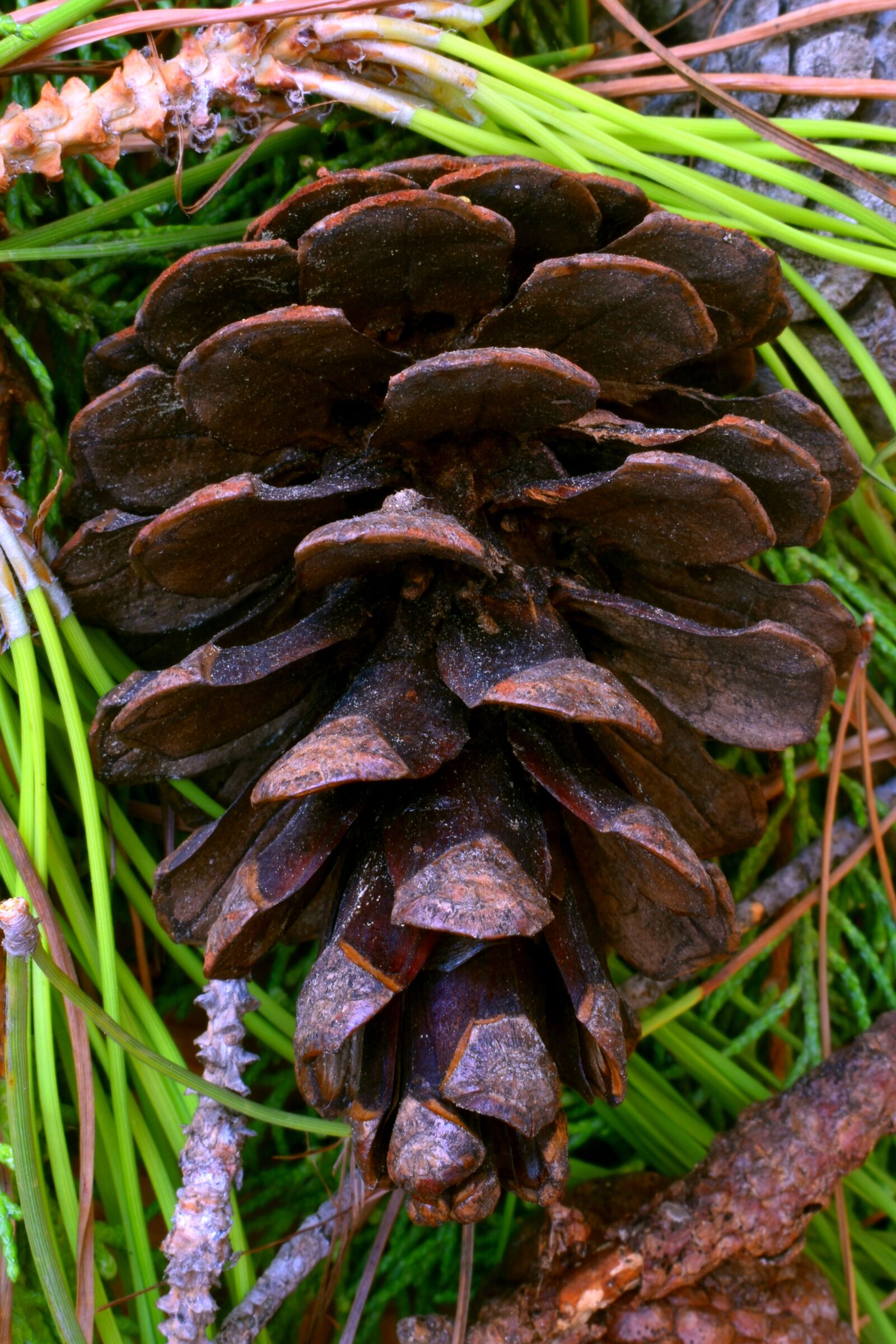 Nikon D3500 sample photo. Pine, cone, tree photography