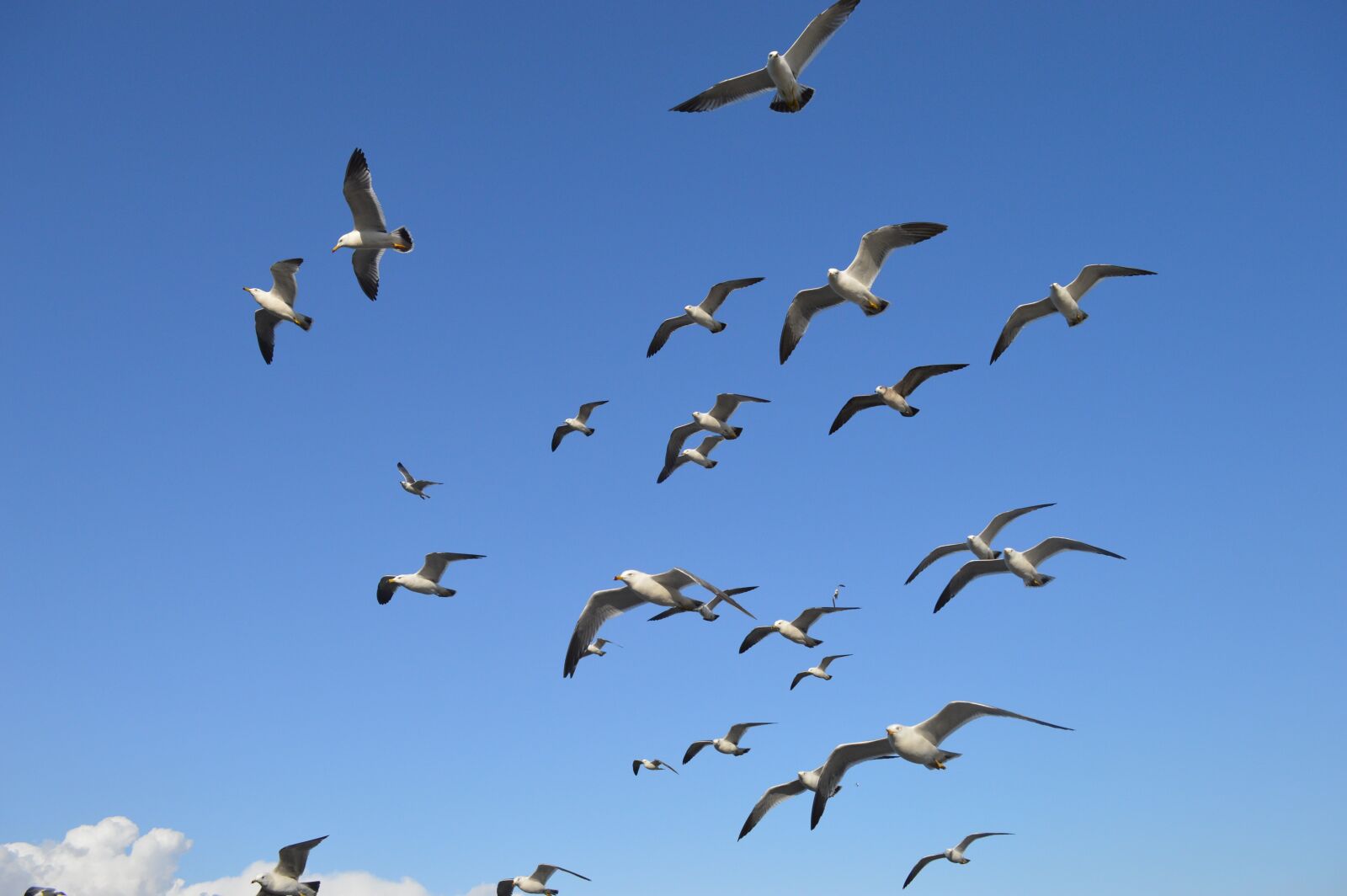 Nikon D3200 sample photo. Bird, sky, wildlife photography