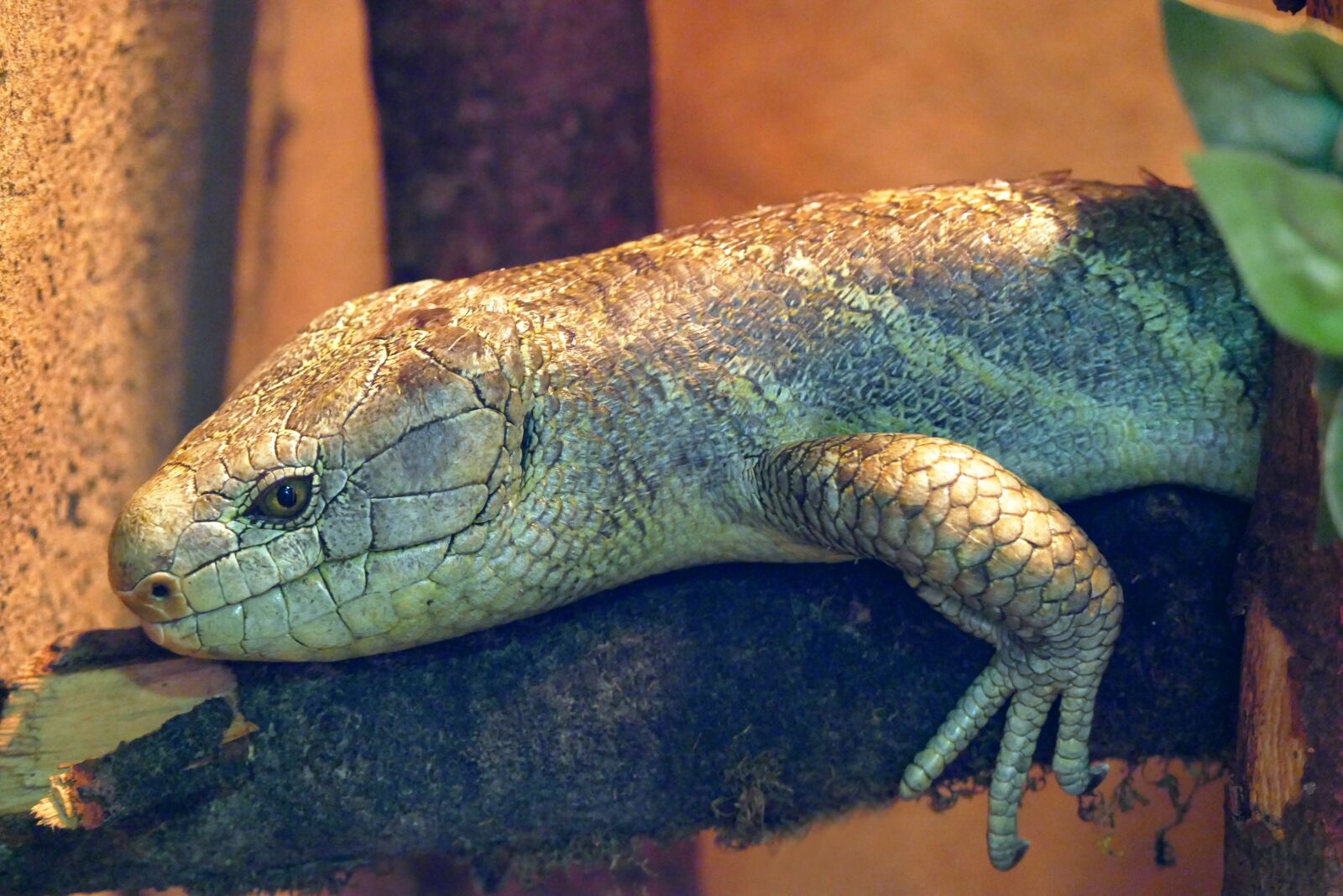 Panasonic Lumix DMC-FZ1000 sample photo. Skink, reptile, lizard photography