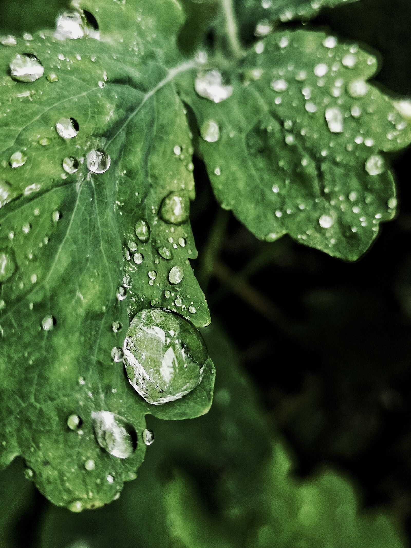 HUAWEI CLT-L29 sample photo. Leaf, green, rain photography