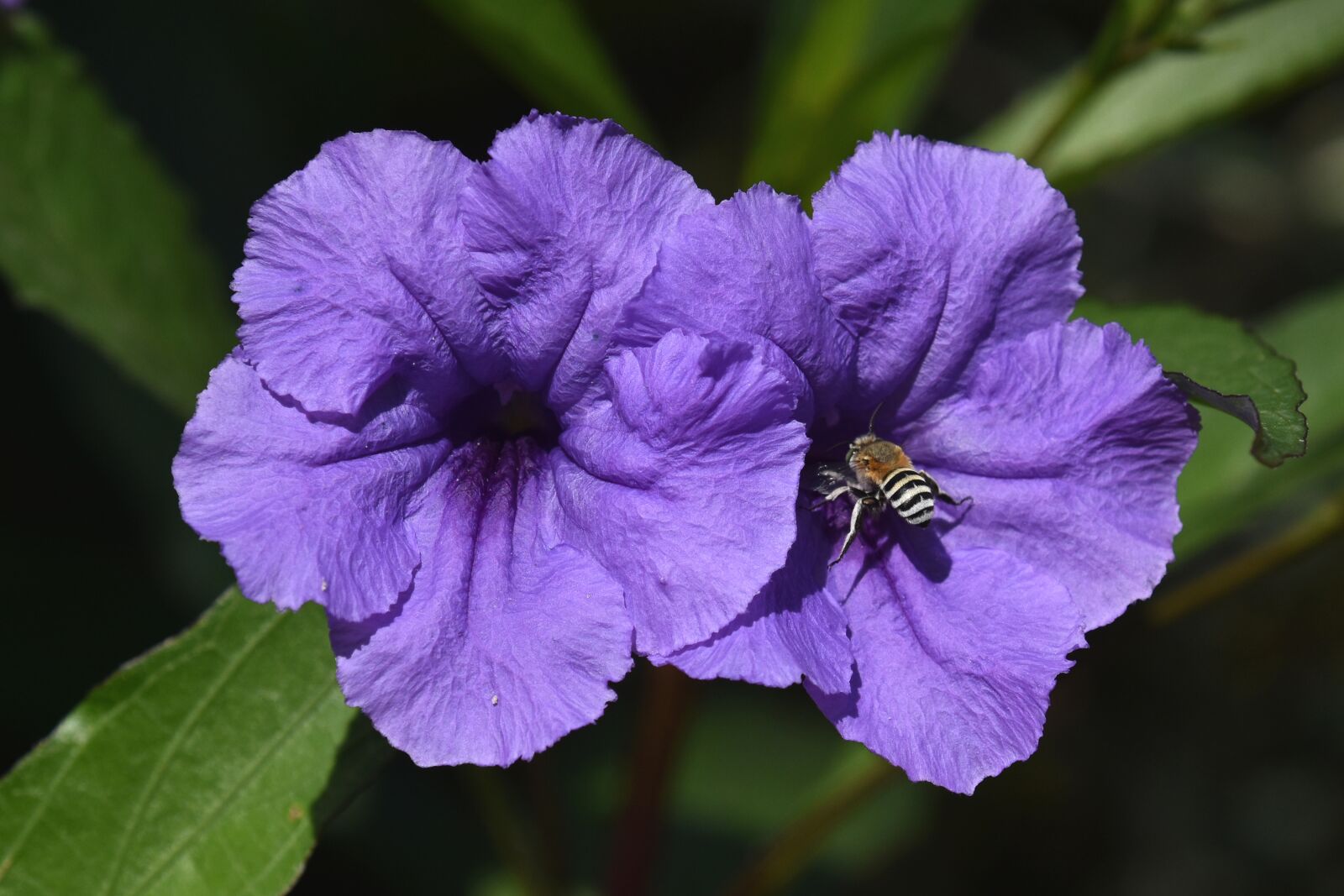 Nikon D3500 sample photo. Flowers, park, garden photography