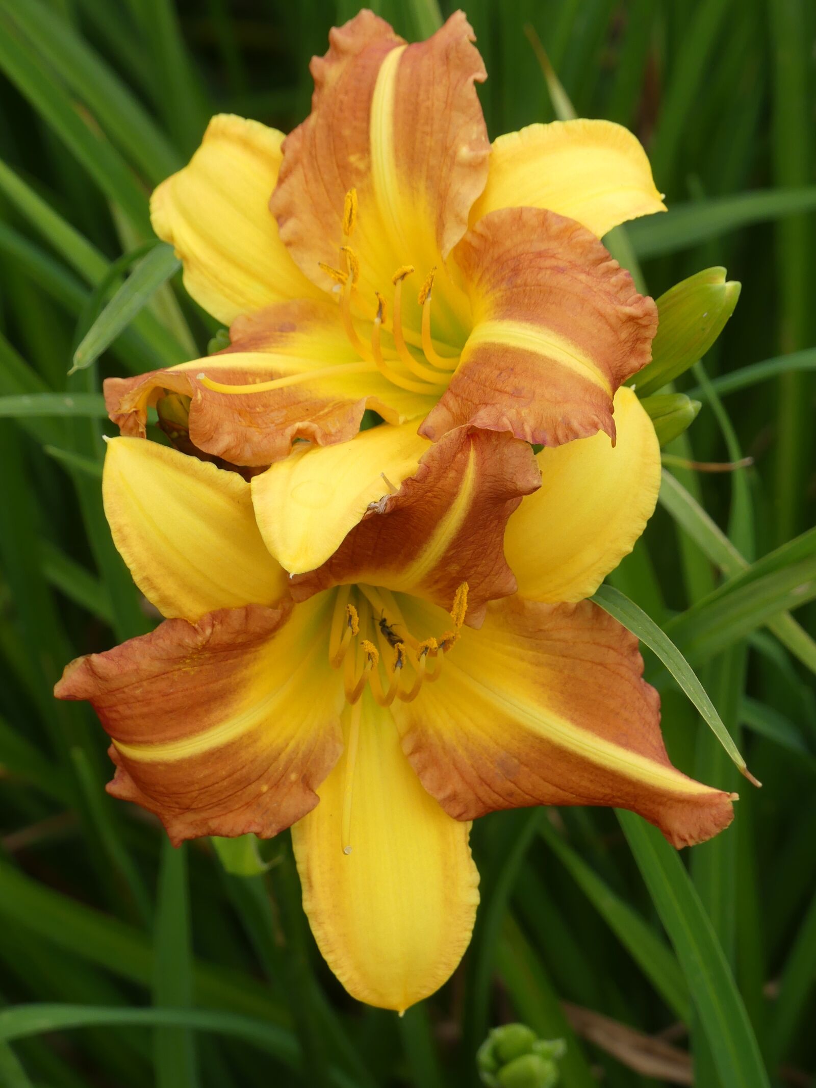 Panasonic Lumix DMC-FZ300 sample photo. Flowers, yellow, green photography
