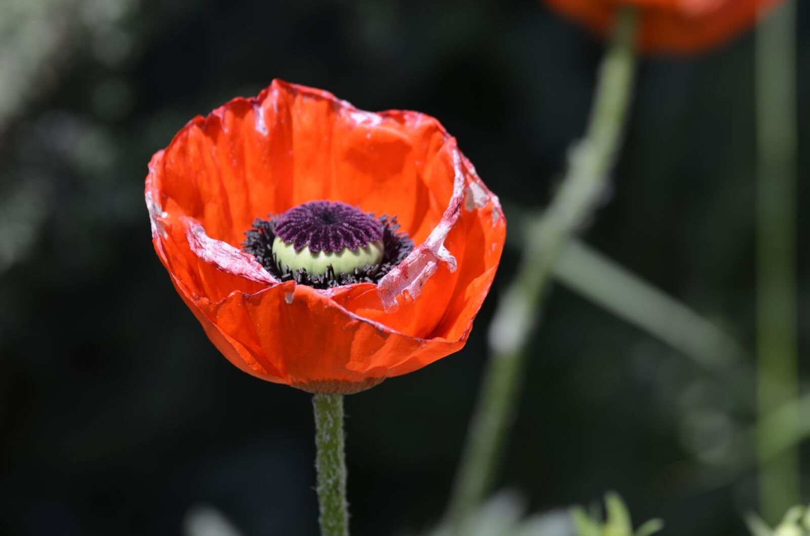 Nikon D5100 sample photo. Poppy, flowers, red poppy photography