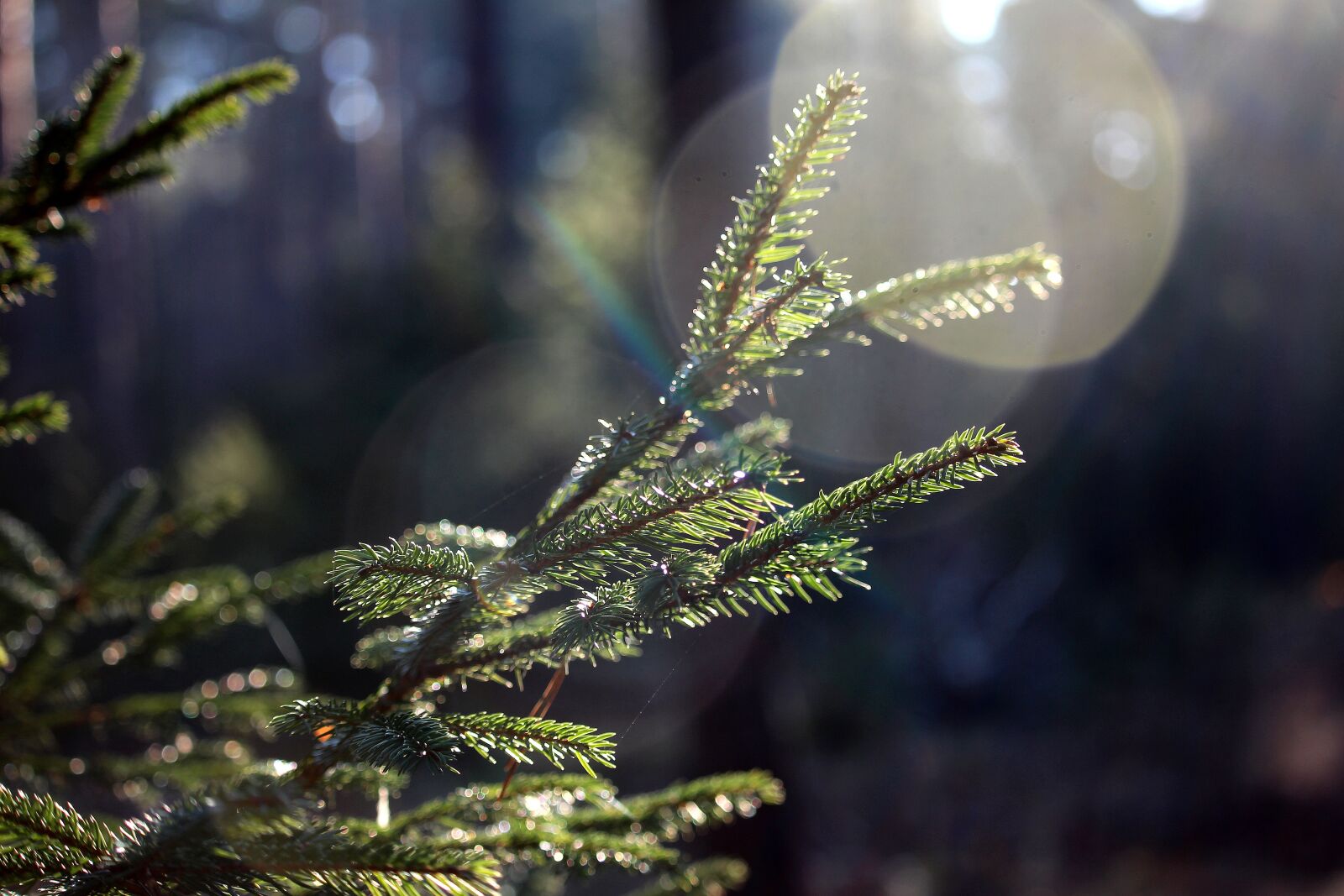 Canon EF-S 55-250mm F4-5.6 IS STM sample photo. Forest, lichtspiel, fir tree photography