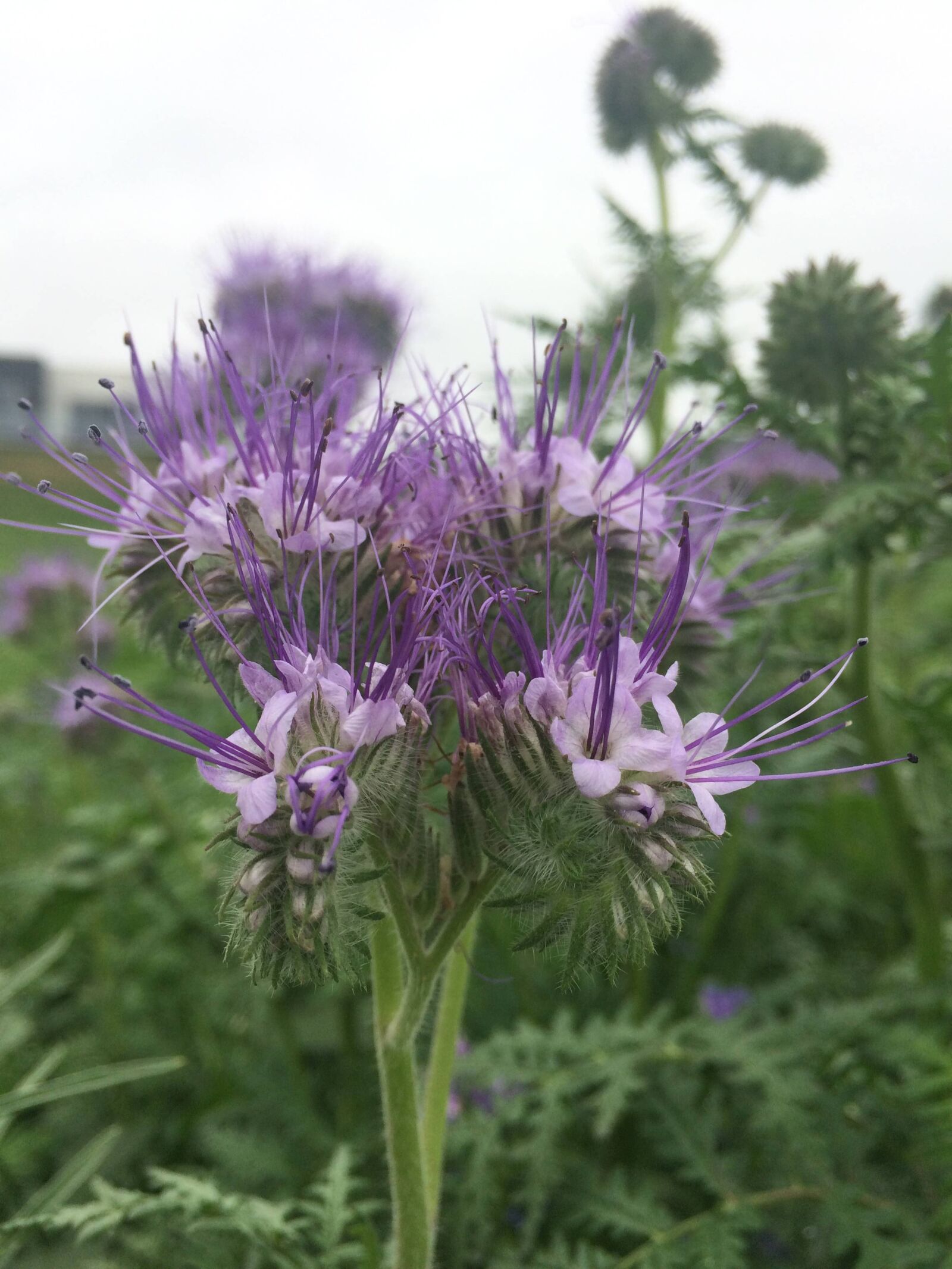 iPhone 5s back camera 4.15mm f/2.2 sample photo. Nature, flower, flora photography