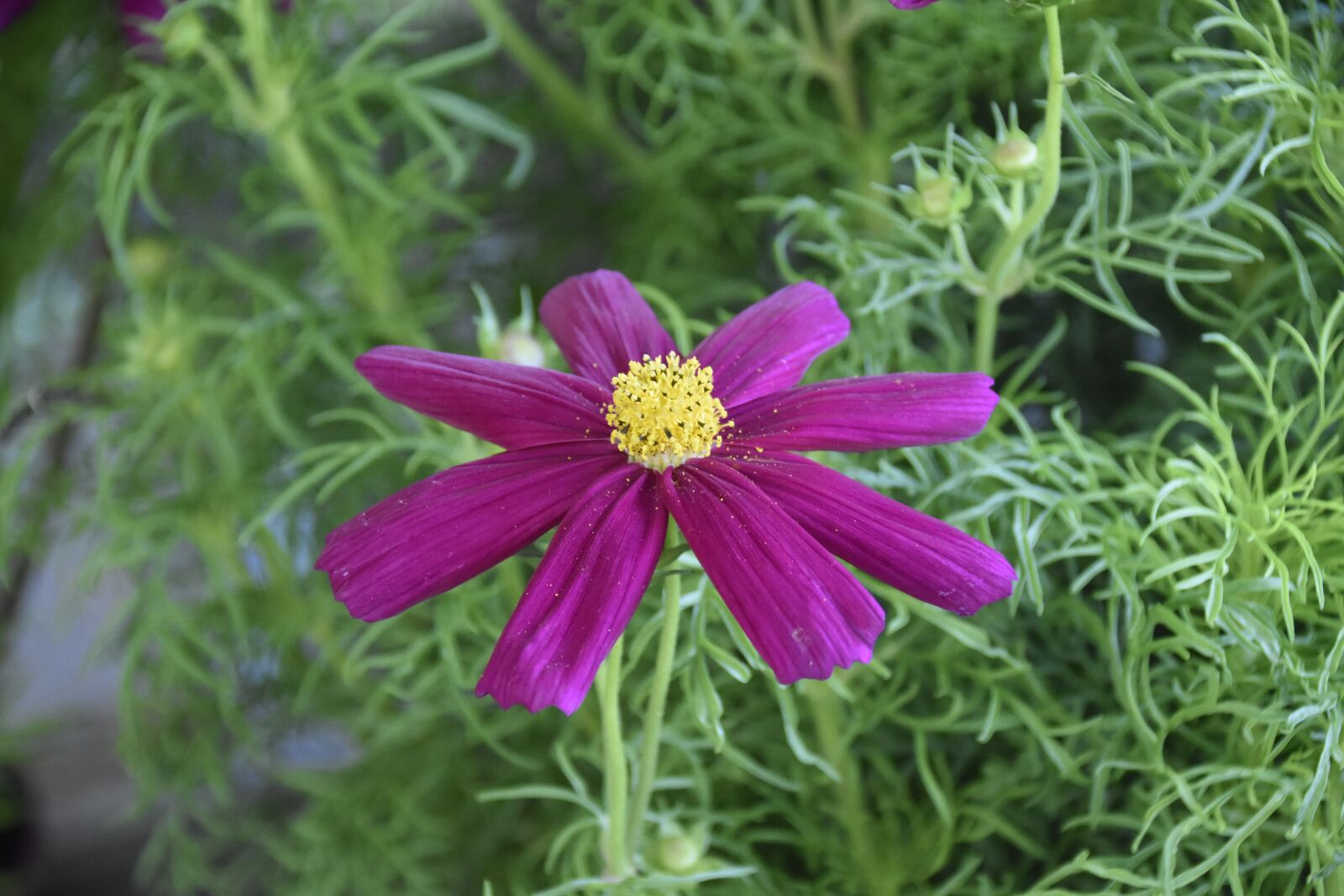 Nikon D5600 sample photo. Flower cosmos, flower purple photography