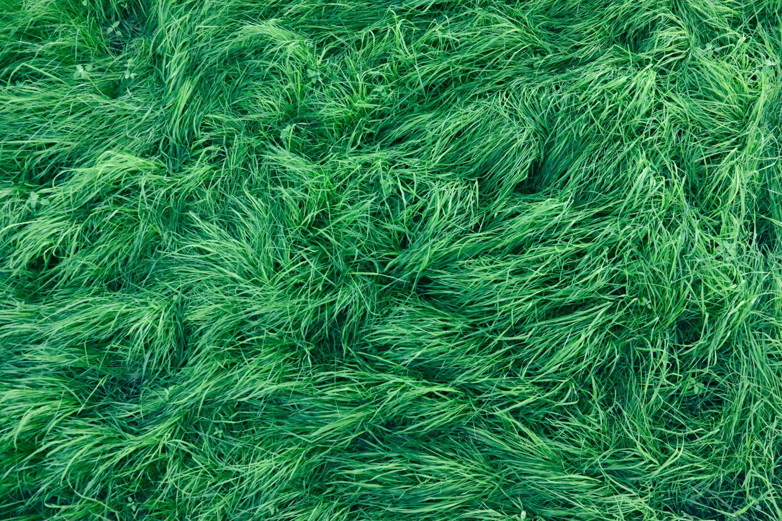 Canon EOS 200D (EOS Rebel SL2 / EOS Kiss X9) sample photo. Grass, green, background photography