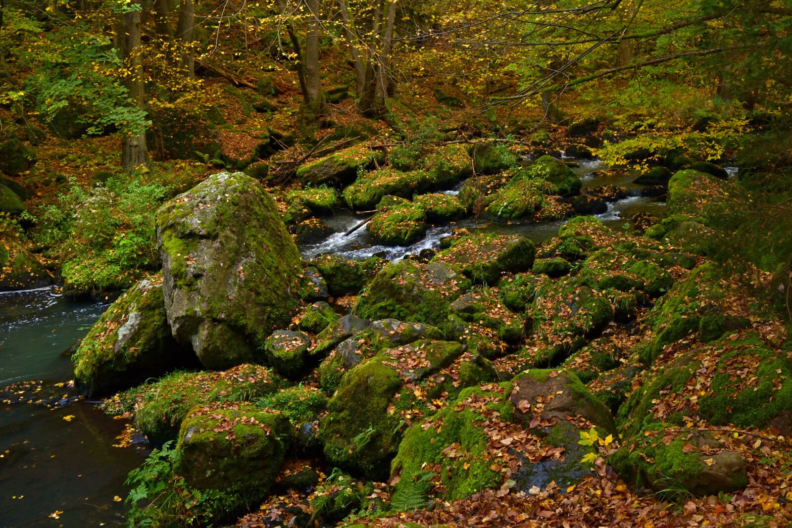 Nikon D5200 sample photo. Nature, forest, bach photography