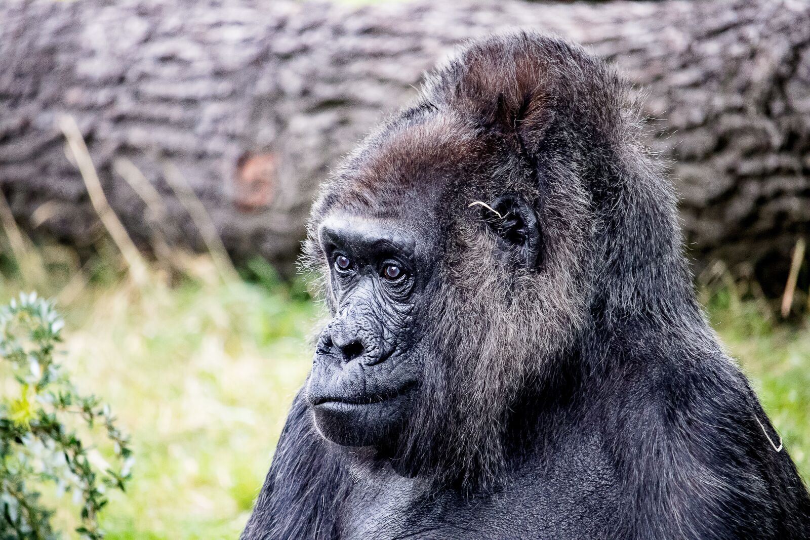 Canon EF-S 55-250mm F4-5.6 IS STM sample photo. Gorilla, animal, mammal photography