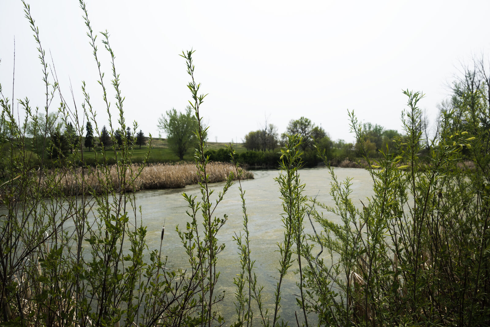 Nikon Z 50 sample photo. At the river park photography