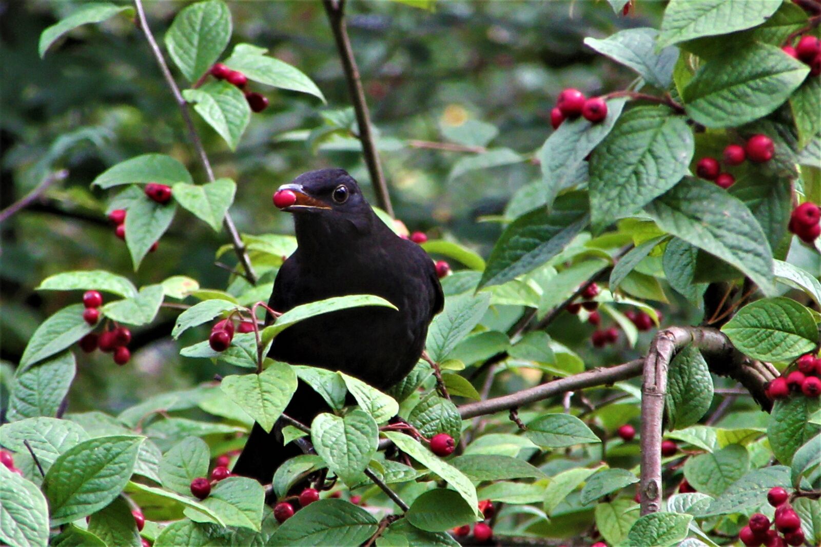 Canon PowerShot SX610 HS sample photo. Blackbird, medlar, berries photography