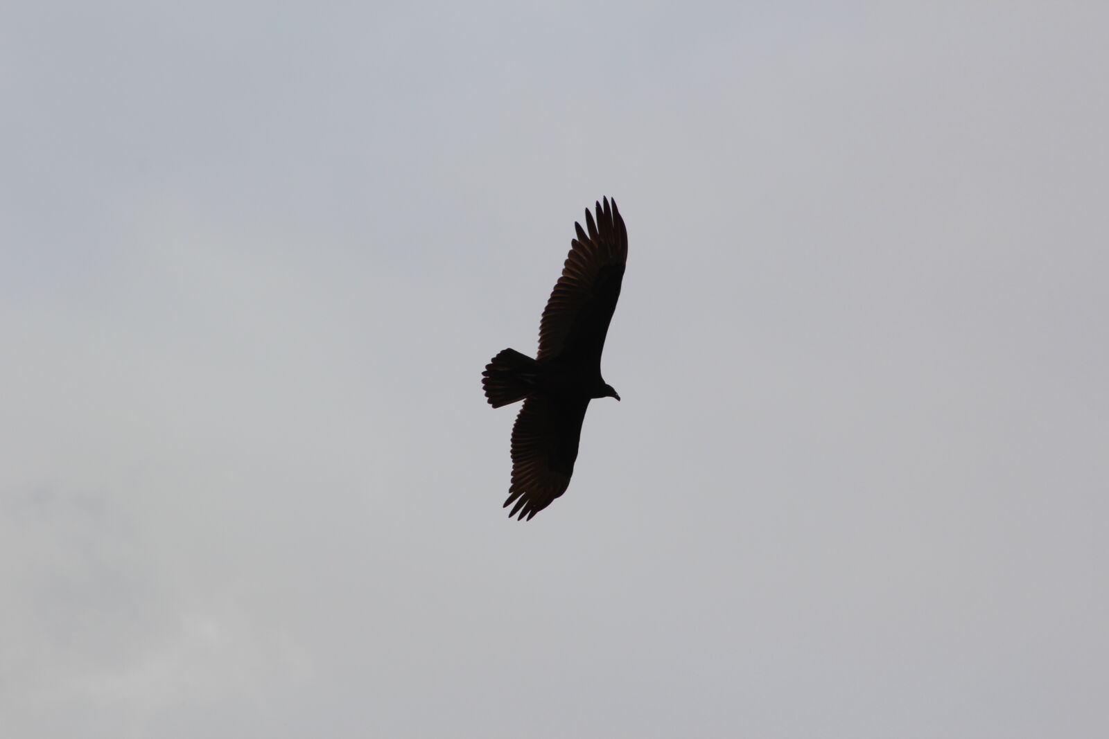 Canon EF 75-300mm f/4-5.6 sample photo. Bird, flying, freedom, soar photography