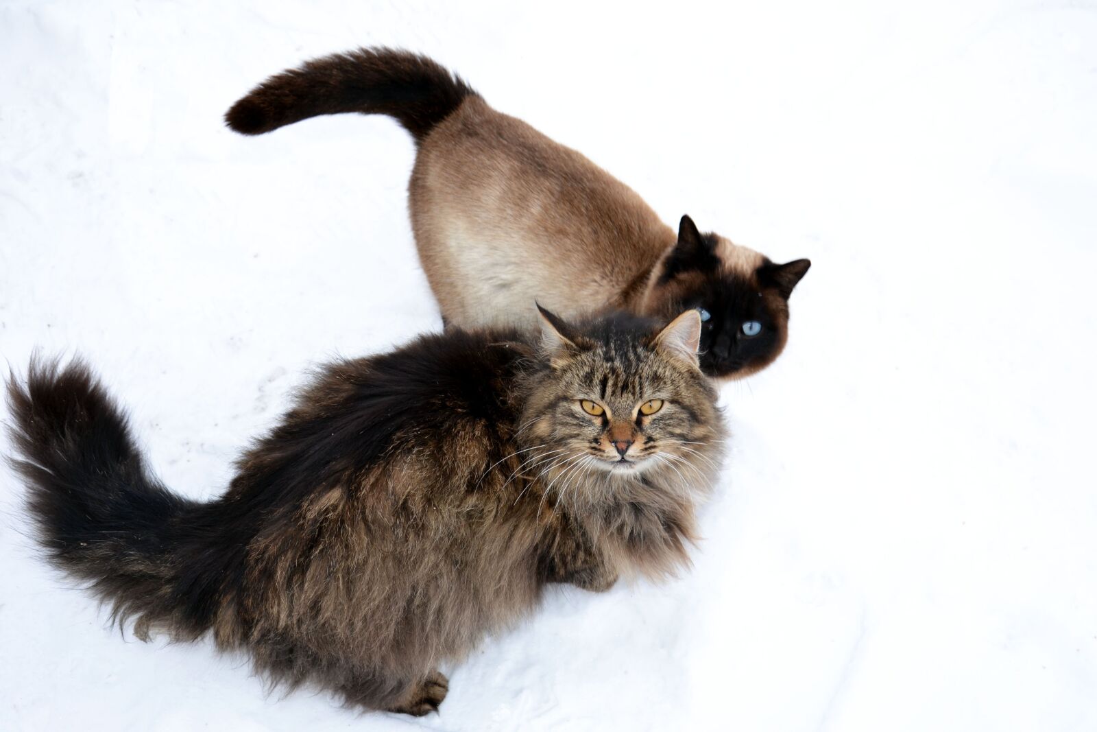 Nikon D3100 sample photo. Animal, furry, siberian cat photography