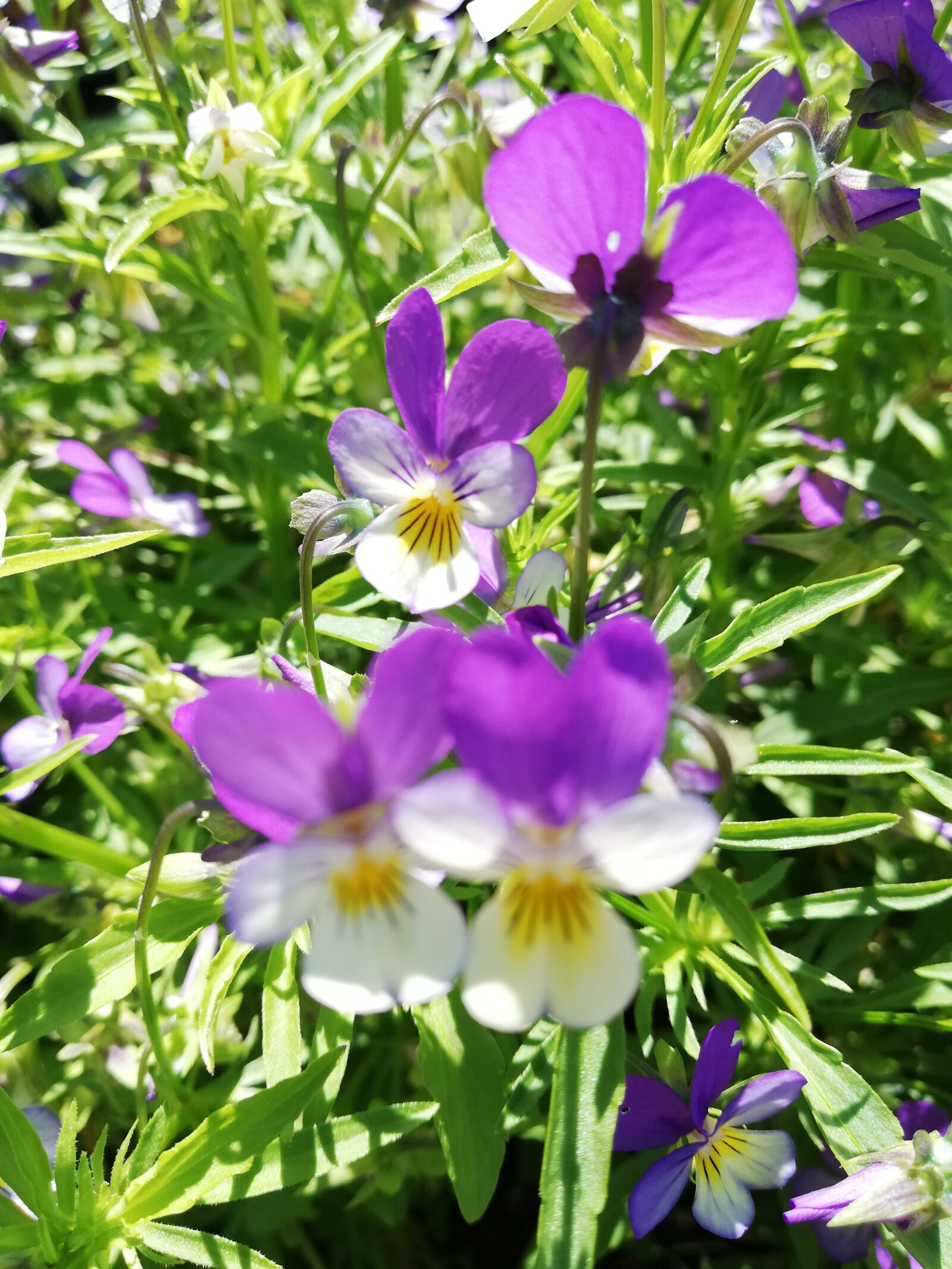 HUAWEI ANE-LX1 sample photo