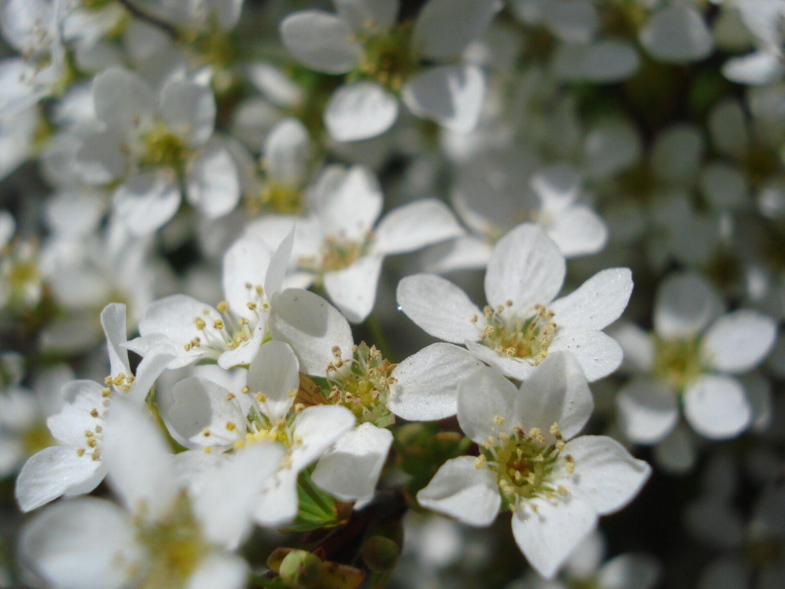 Sony DSC-W55 sample photo. Flower, flowering, white photography