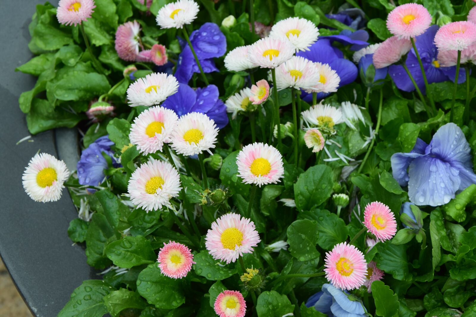 Nikon D3300 sample photo. Flowers, daisies, spring photography