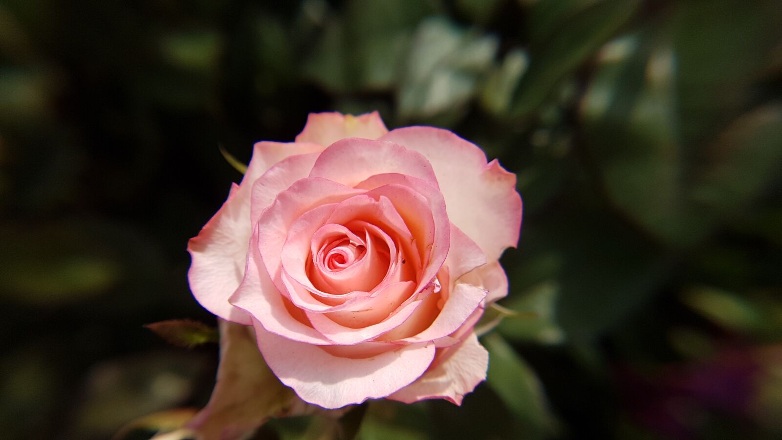 Samsung Galaxy S7 Edge sample photo. Rose, peach, colorful photography