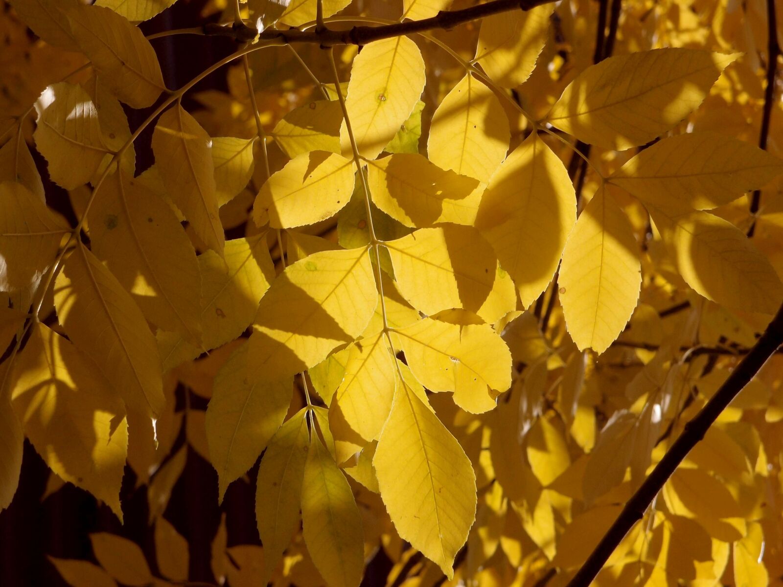 Olympus XZ-1 sample photo. Autumn, foliage, leaves photography