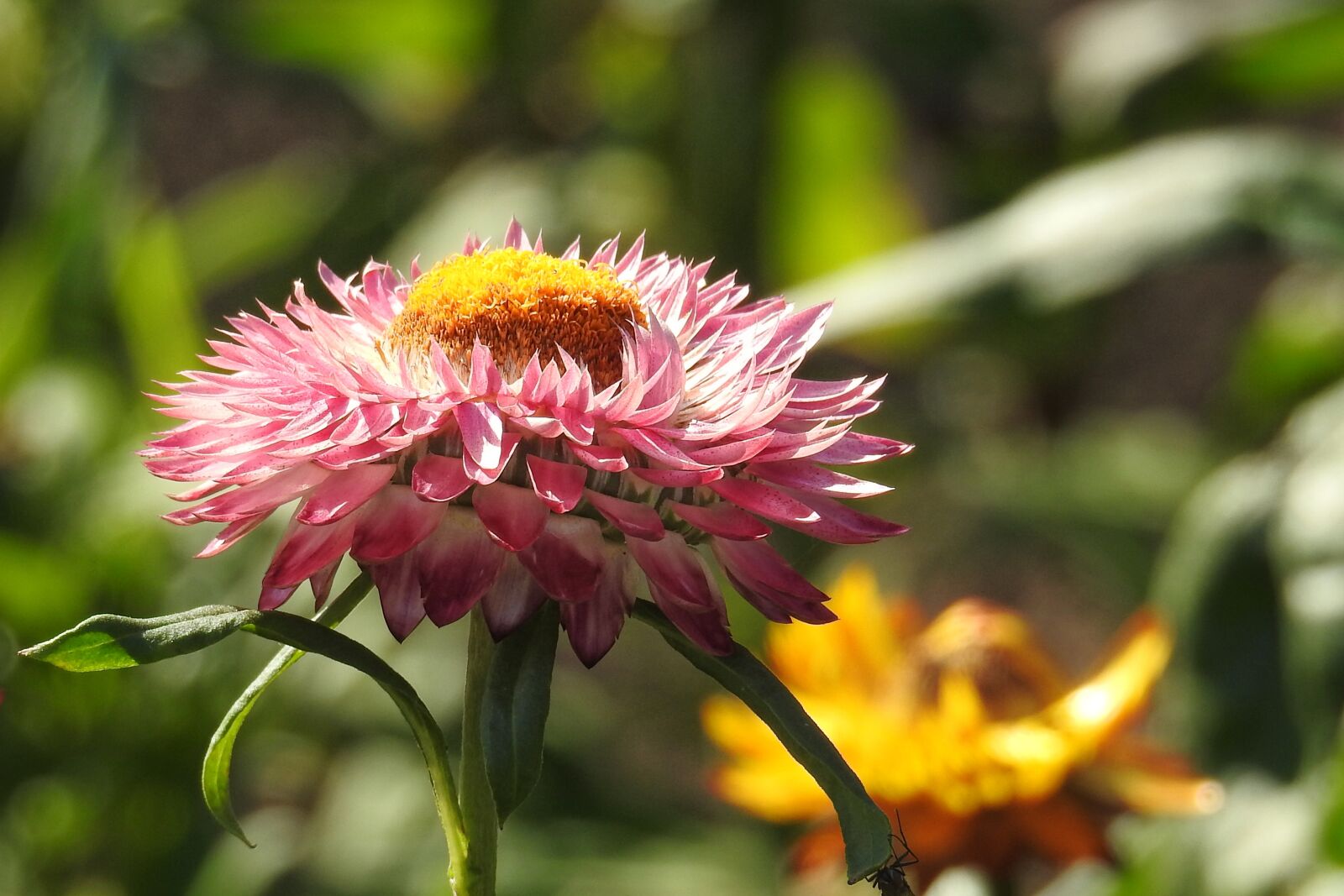Nikon Coolpix P900 sample photo. Straw flowers, red, flower photography