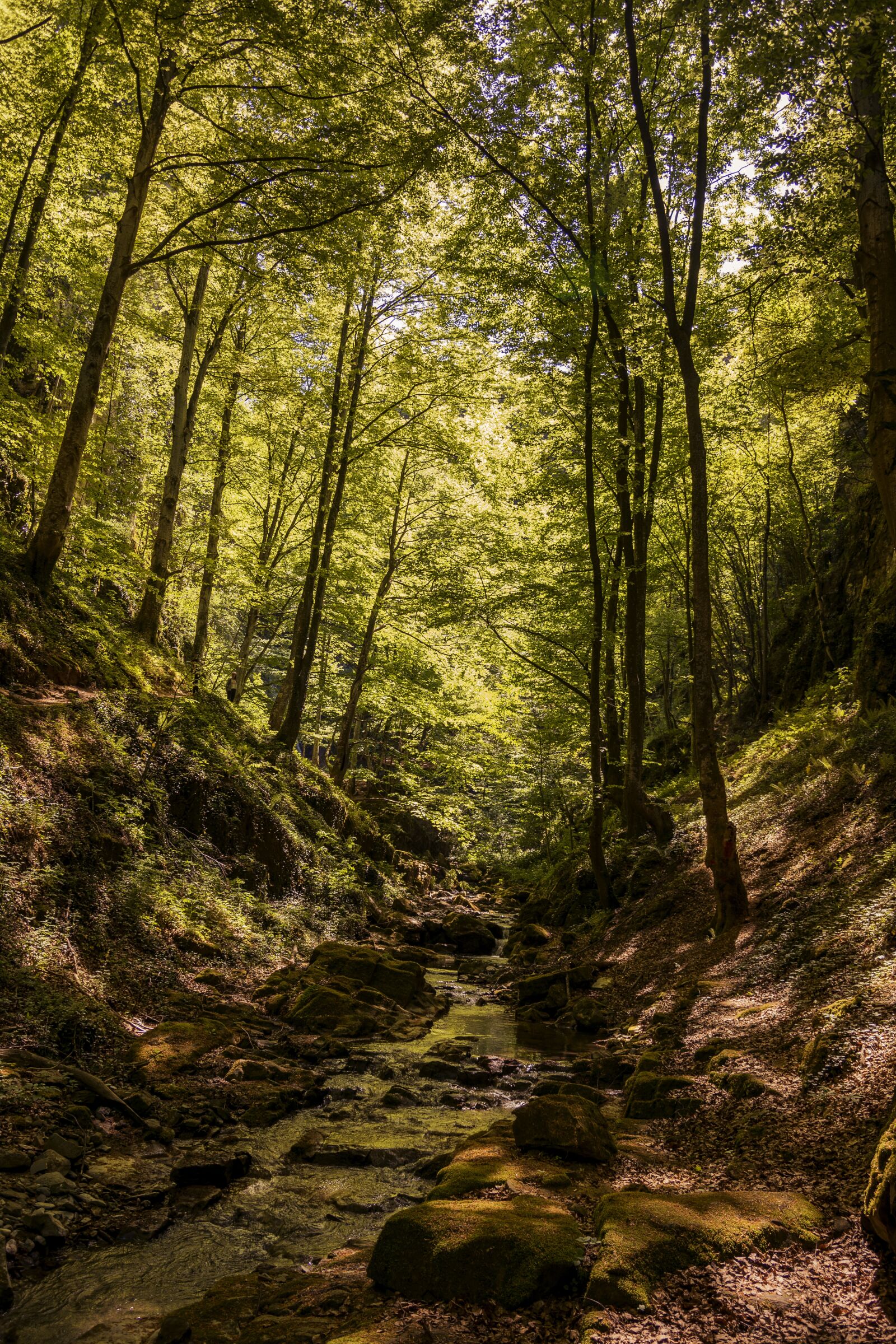 Nikon D7100 sample photo. Wood, nature, tree photography