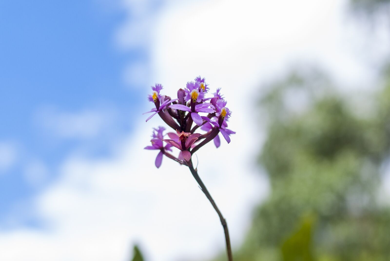 Nikon D60 sample photo. Flower, nature, plant photography