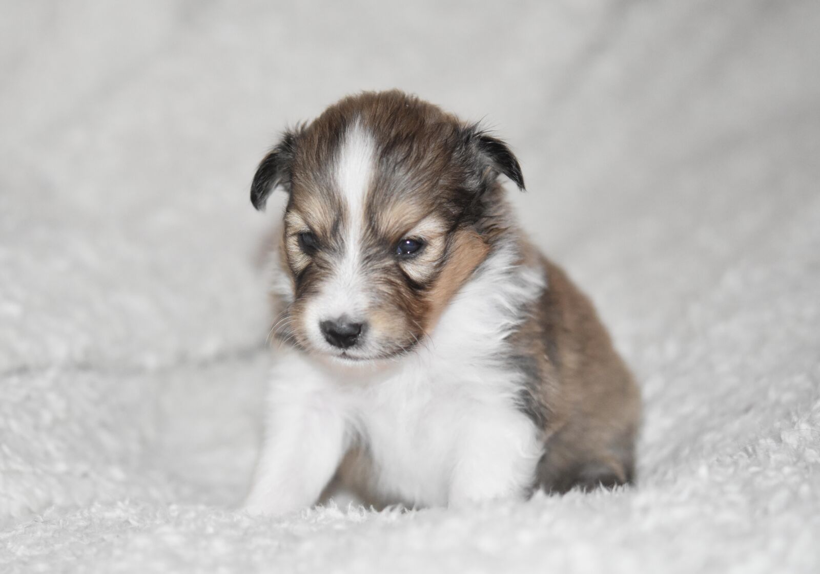 Nikon D5600 sample photo. Puppy, puppy shetland sheepdog photography