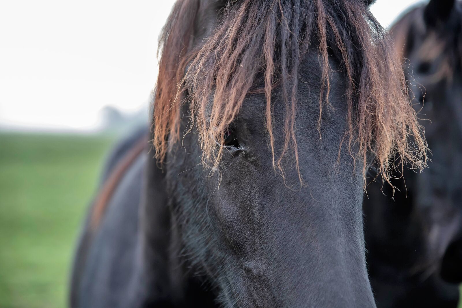 Canon EOS 6D Mark II sample photo. Horse, horsehead, noble photography