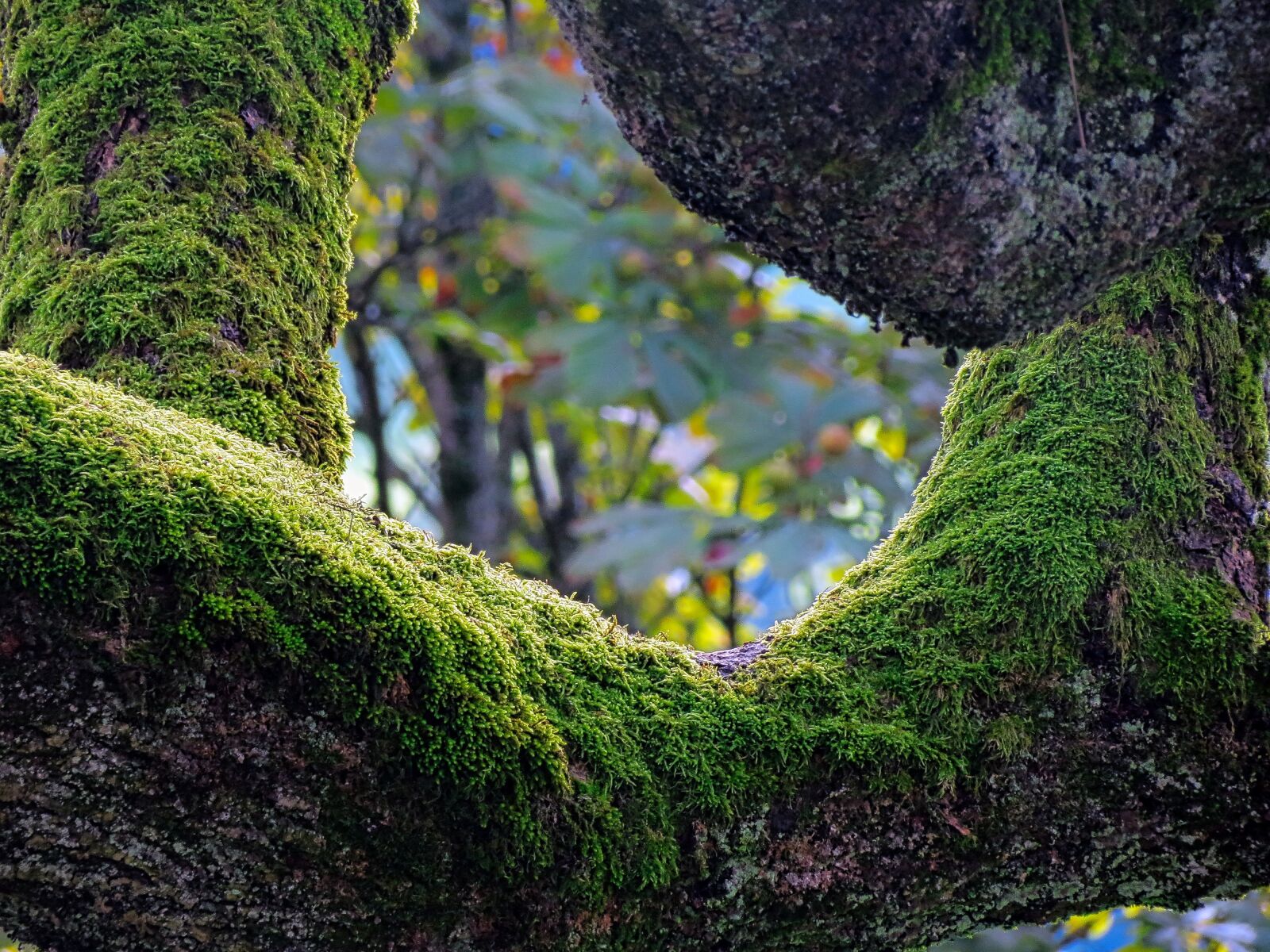 Canon PowerShot SX40 HS sample photo. Humidity, moss, tree photography