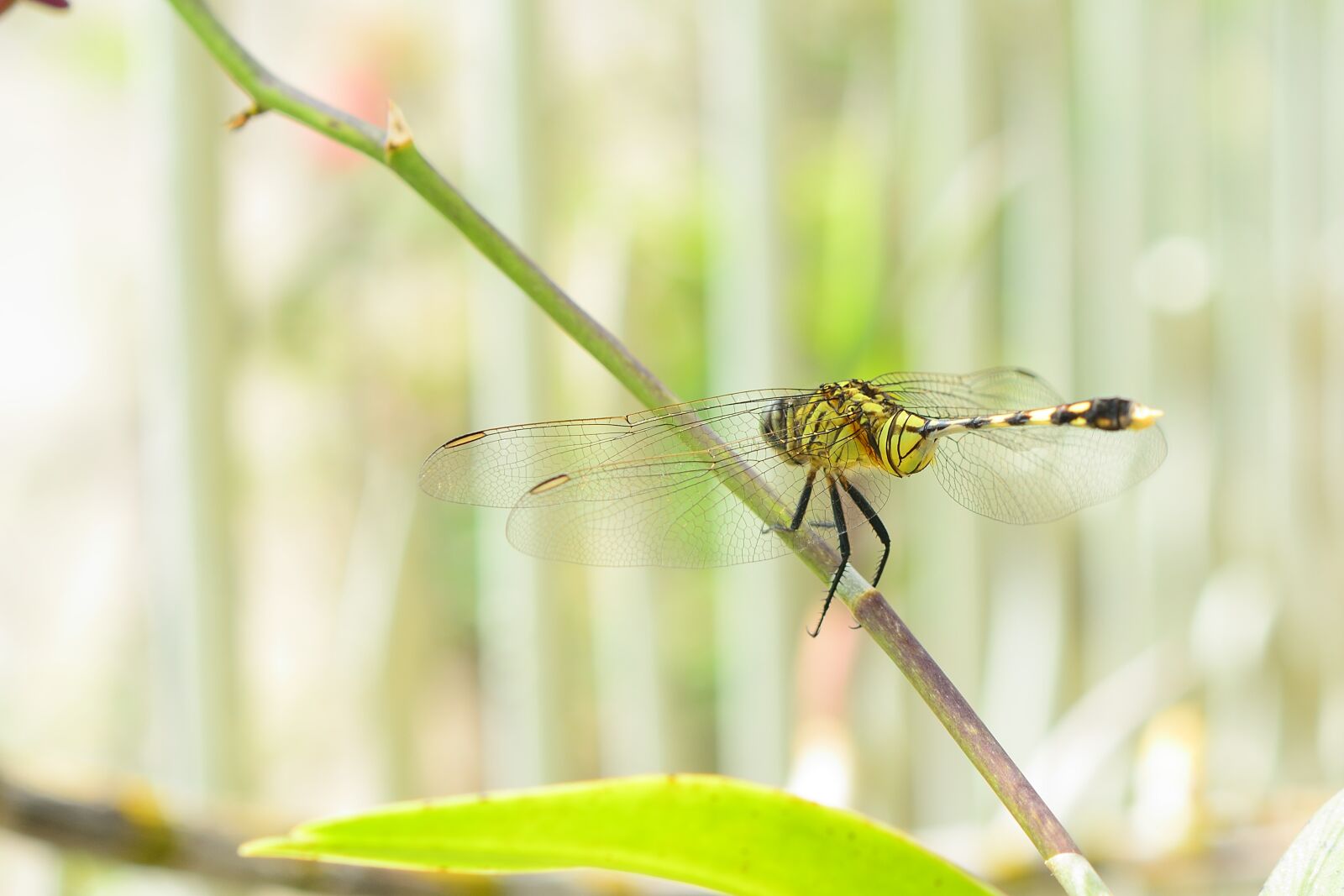Nikon D7100 sample photo. Dragonfly, wings, insect photography