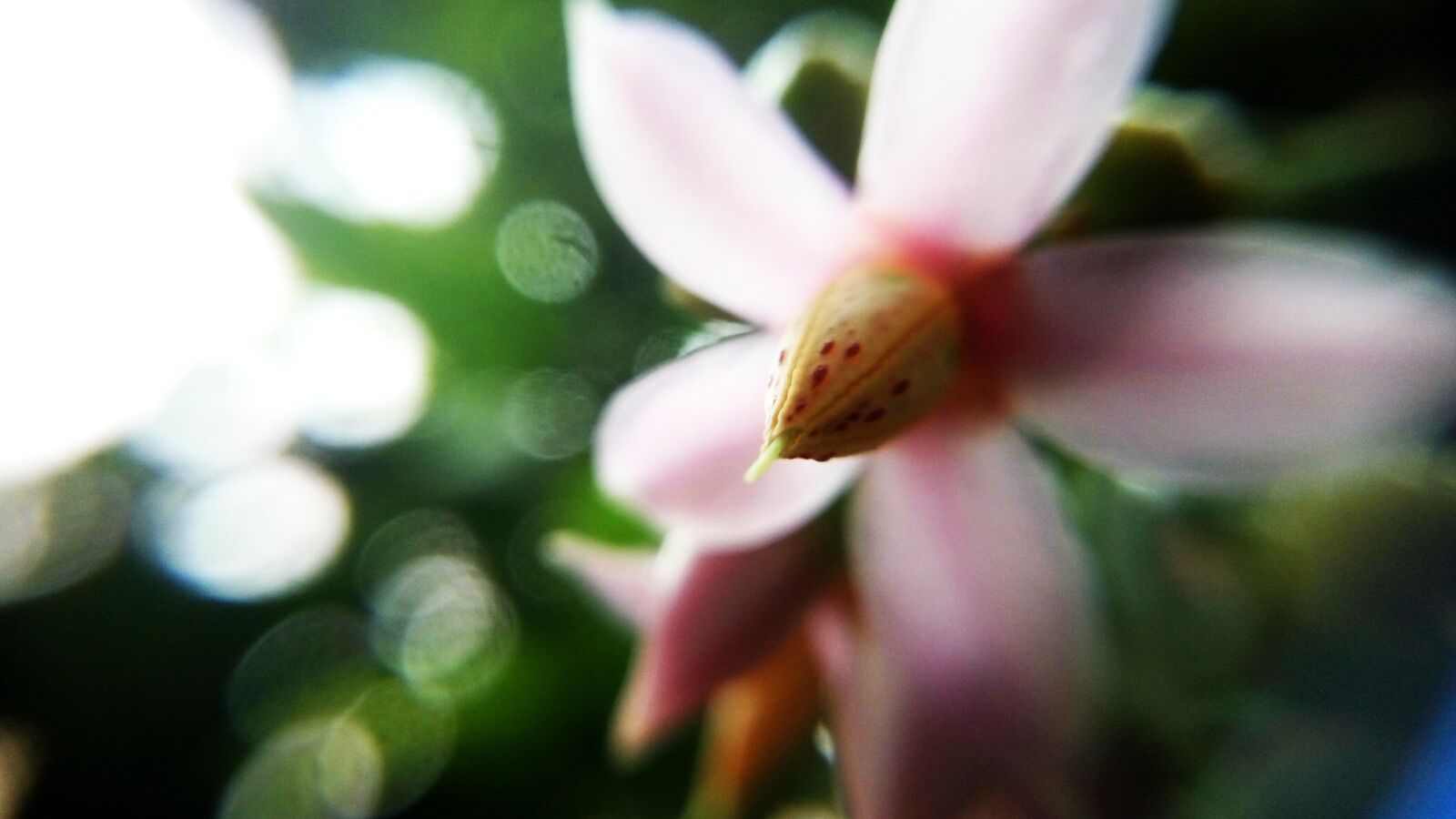 Xiaomi HM Note 2 sample photo. Pink, flower, bloom photography
