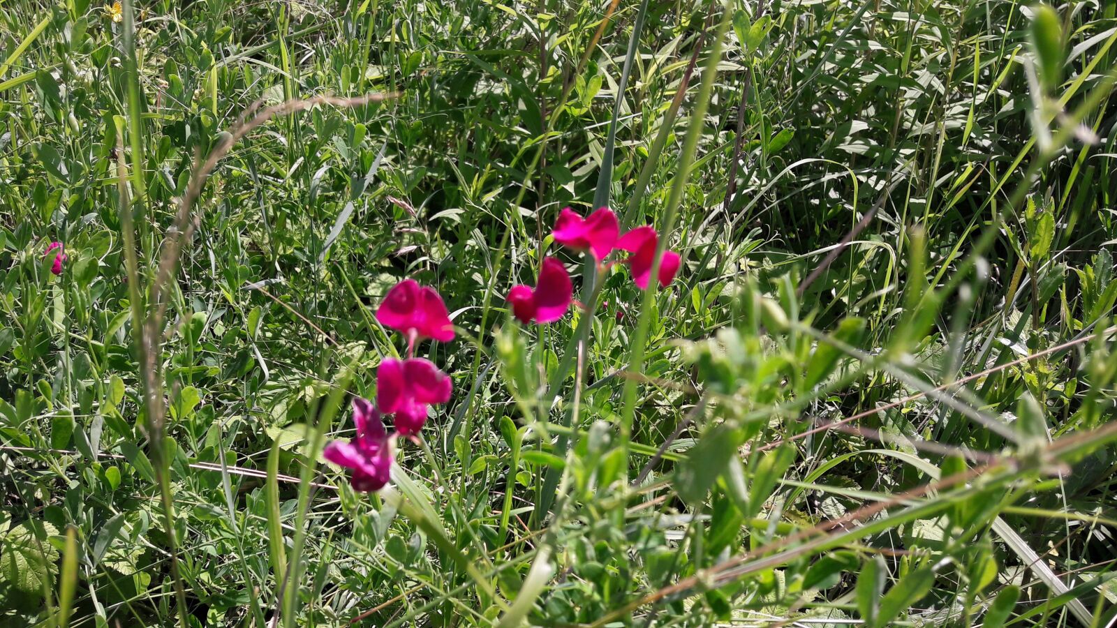 Samsung Galaxy A5(2016) sample photo. Contrast, meadow, nature photography
