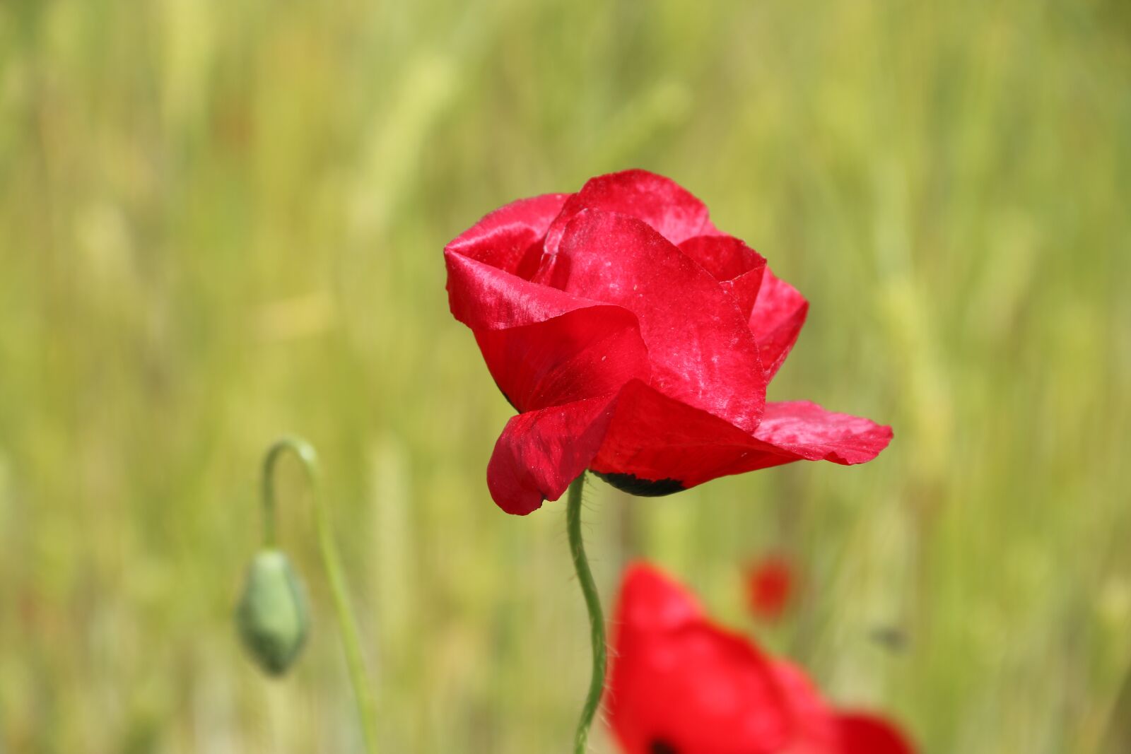 Canon EF-S 18-135mm F3.5-5.6 IS sample photo. Papaver rhoeas, flower, plant photography
