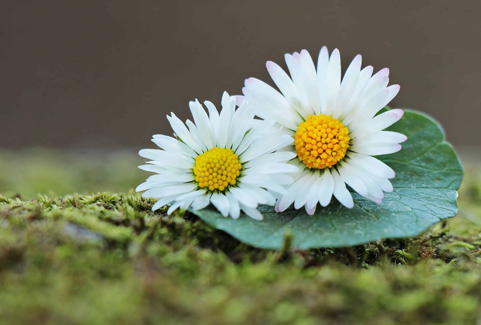 Canon EOS 550D (EOS Rebel T2i / EOS Kiss X4) sample photo. Daisy, flower, plant, herb photography