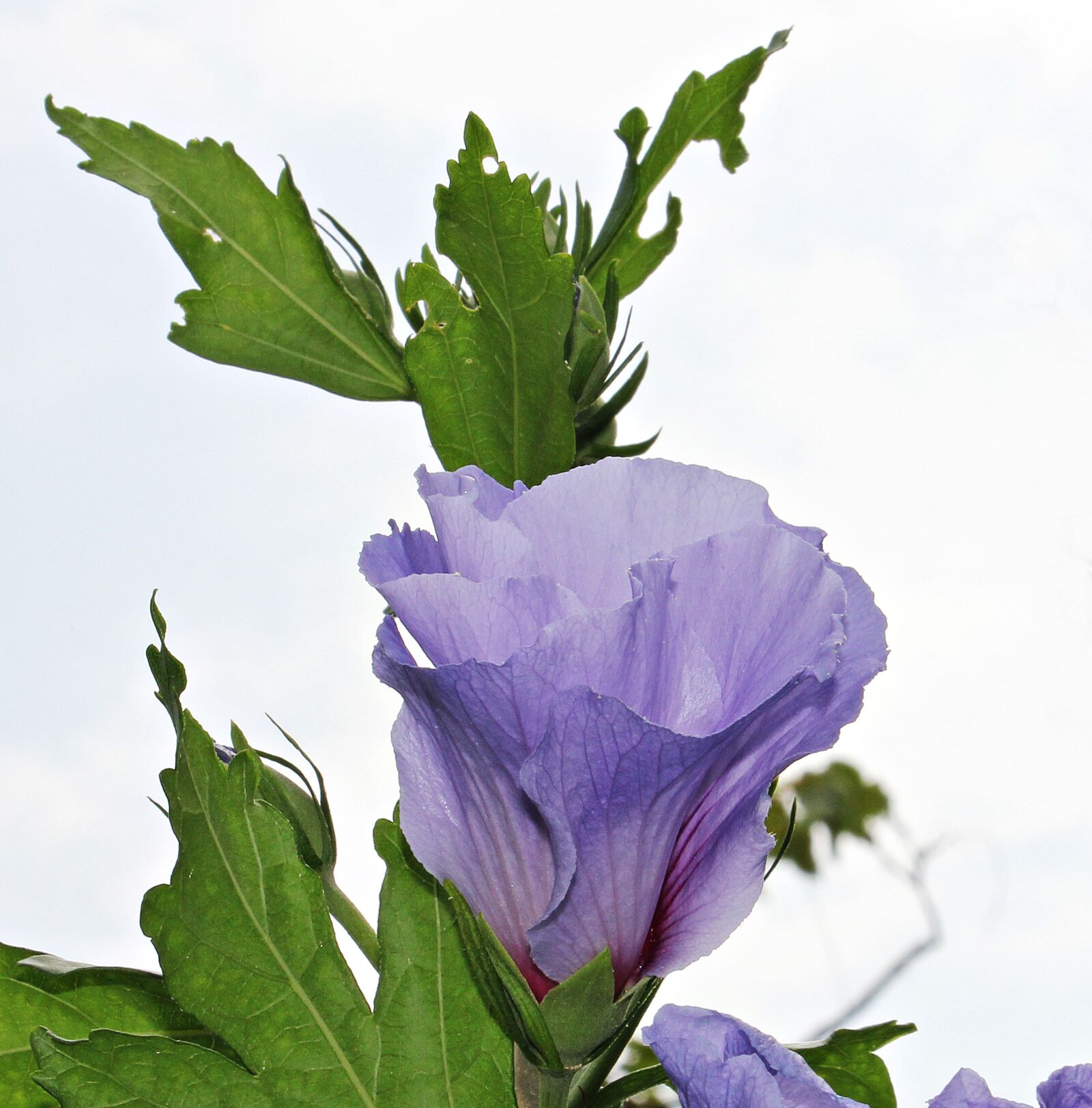 Canon EOS 550D (EOS Rebel T2i / EOS Kiss X4) sample photo. Mallow, flower, blossom photography
