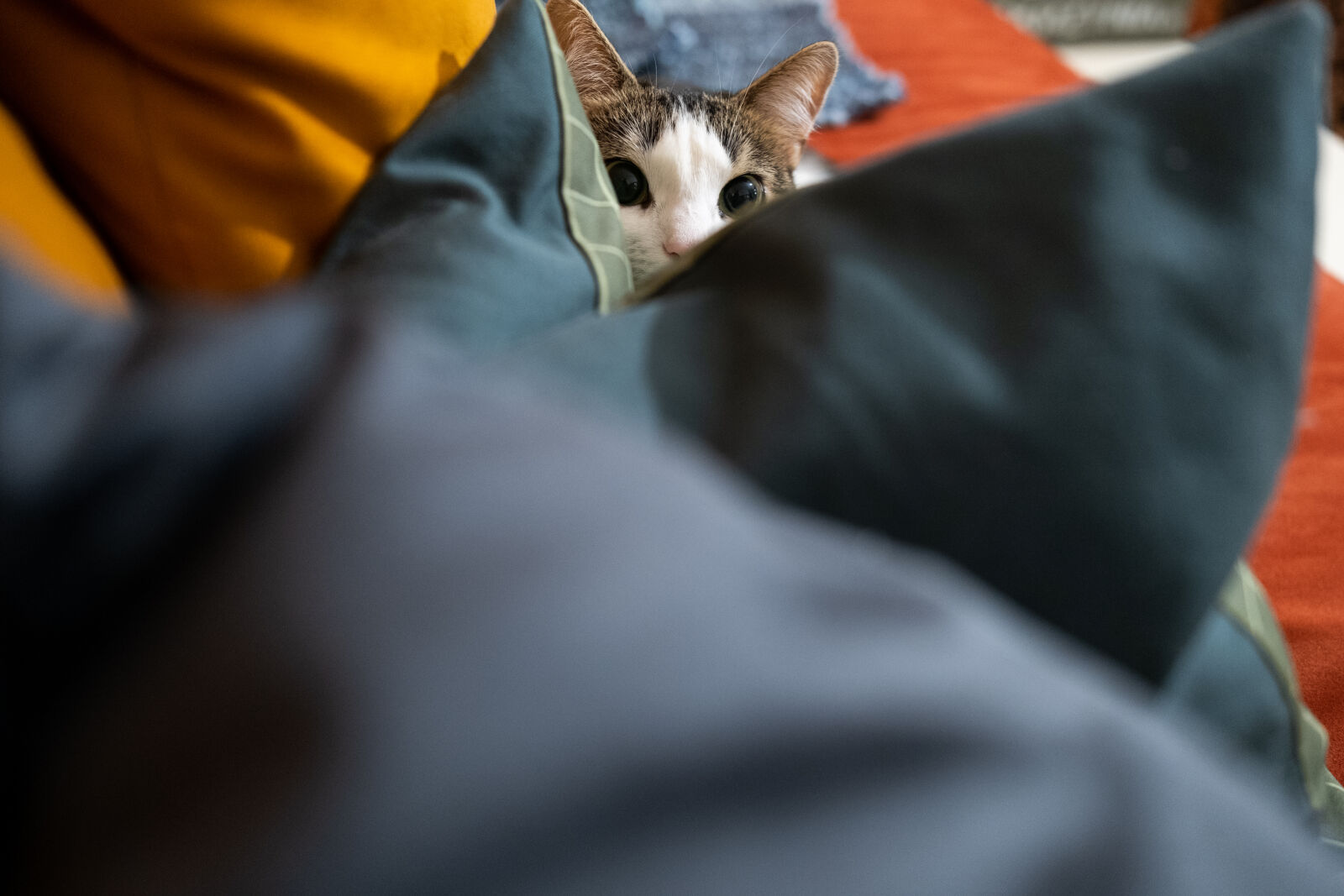 Fujifilm XF 18mm F1.4 R LM WR sample photo. Curious cat behind pillows photography