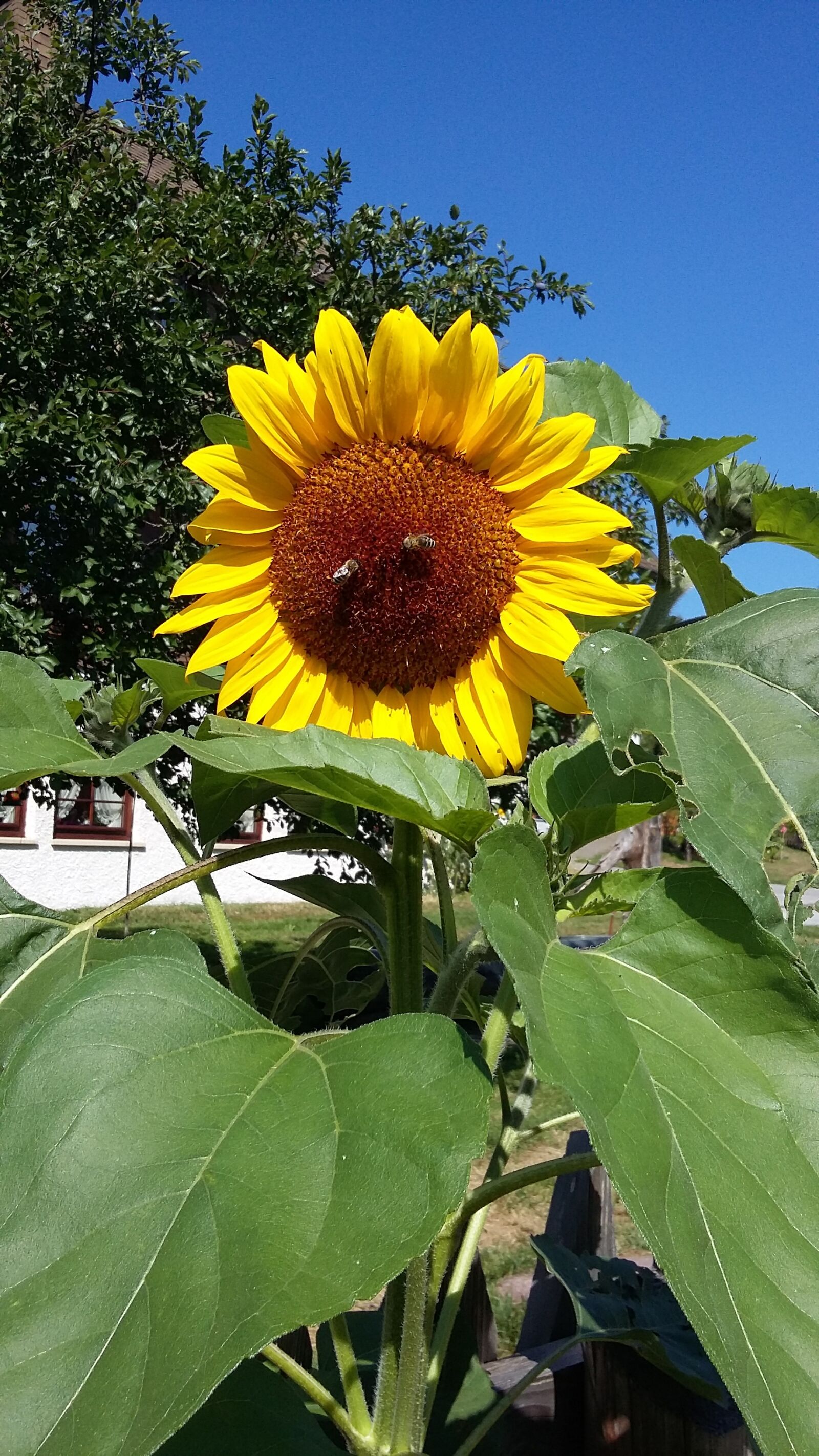 Samsung Galaxy A3 sample photo. Sunflower, bee, flower photography