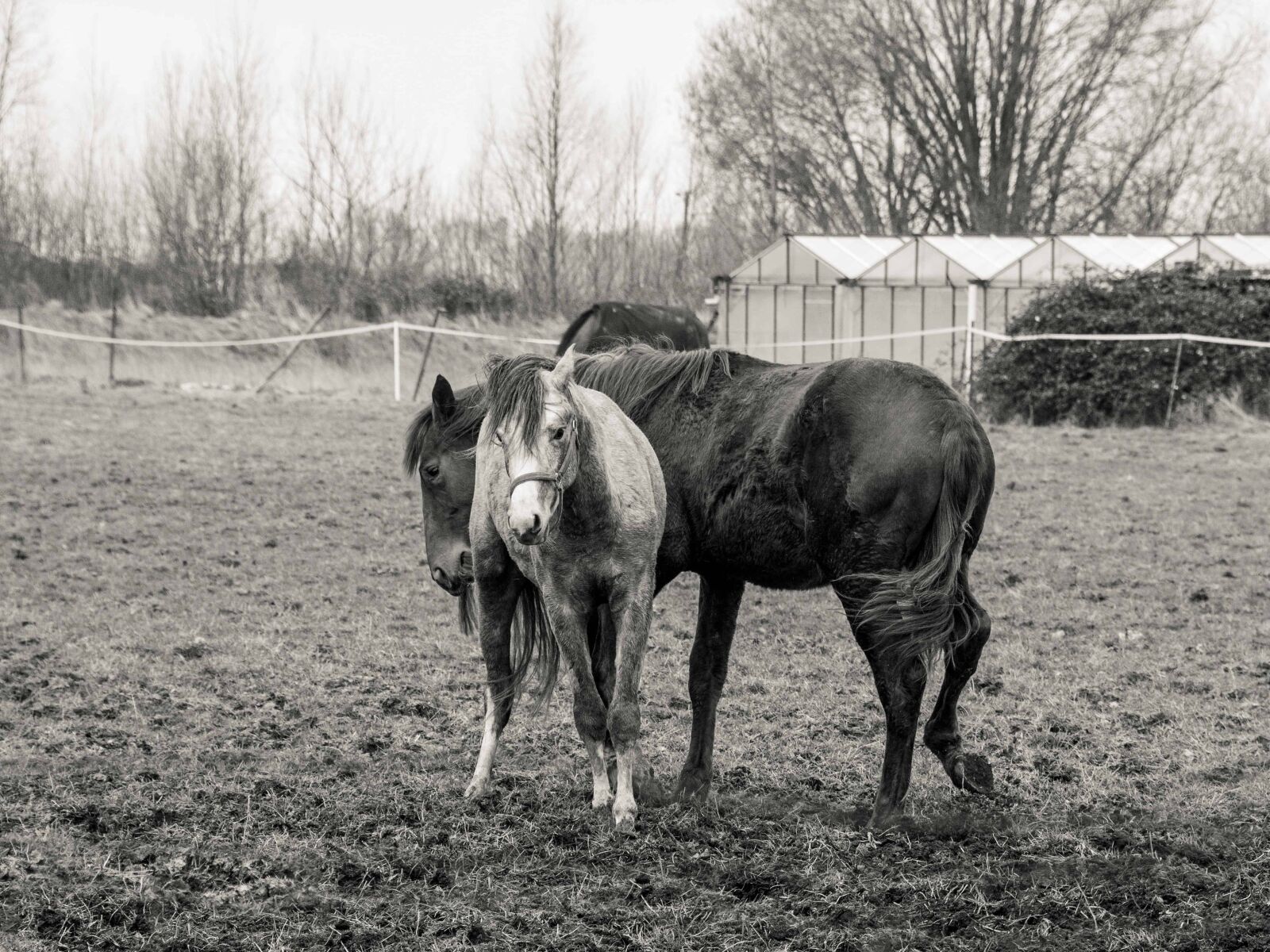 Nikon D500 sample photo. Monochrome, cavalry, animal, horse photography