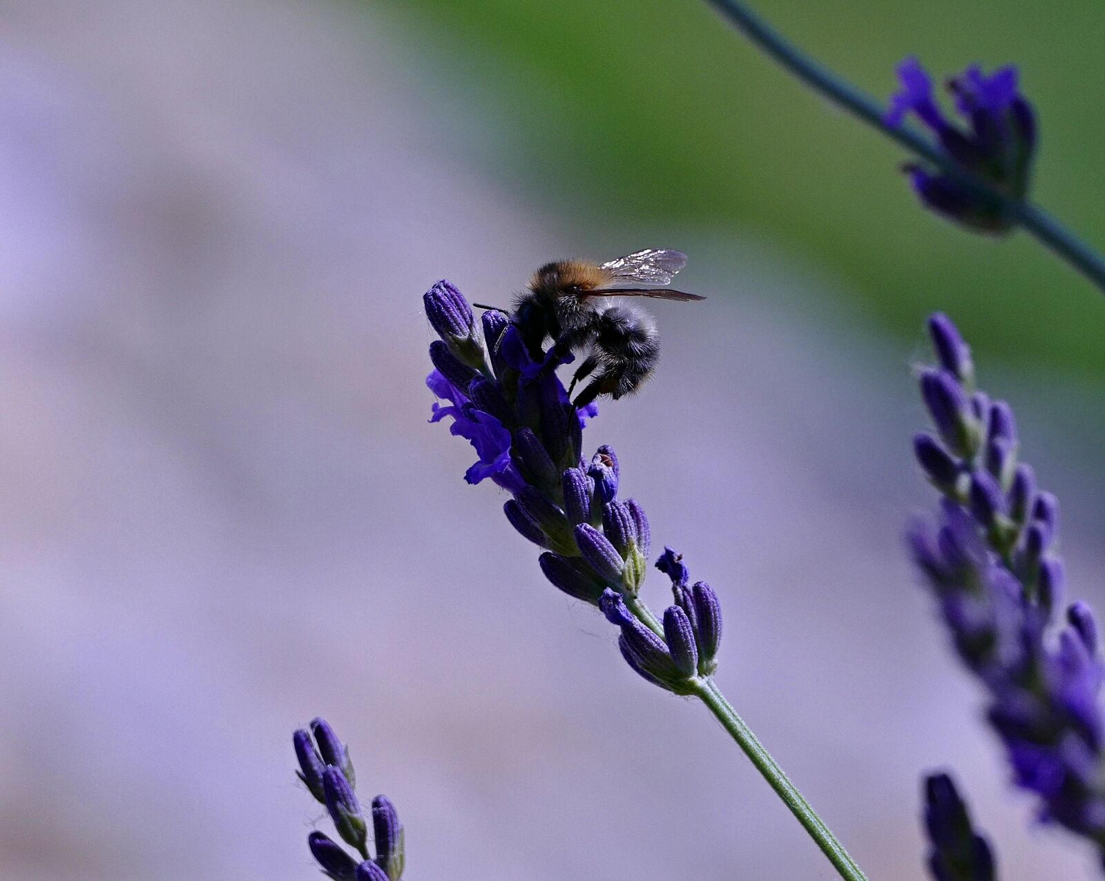 Panasonic Lumix DMC-FZ1000 sample photo. Bee, lavender, insects photography
